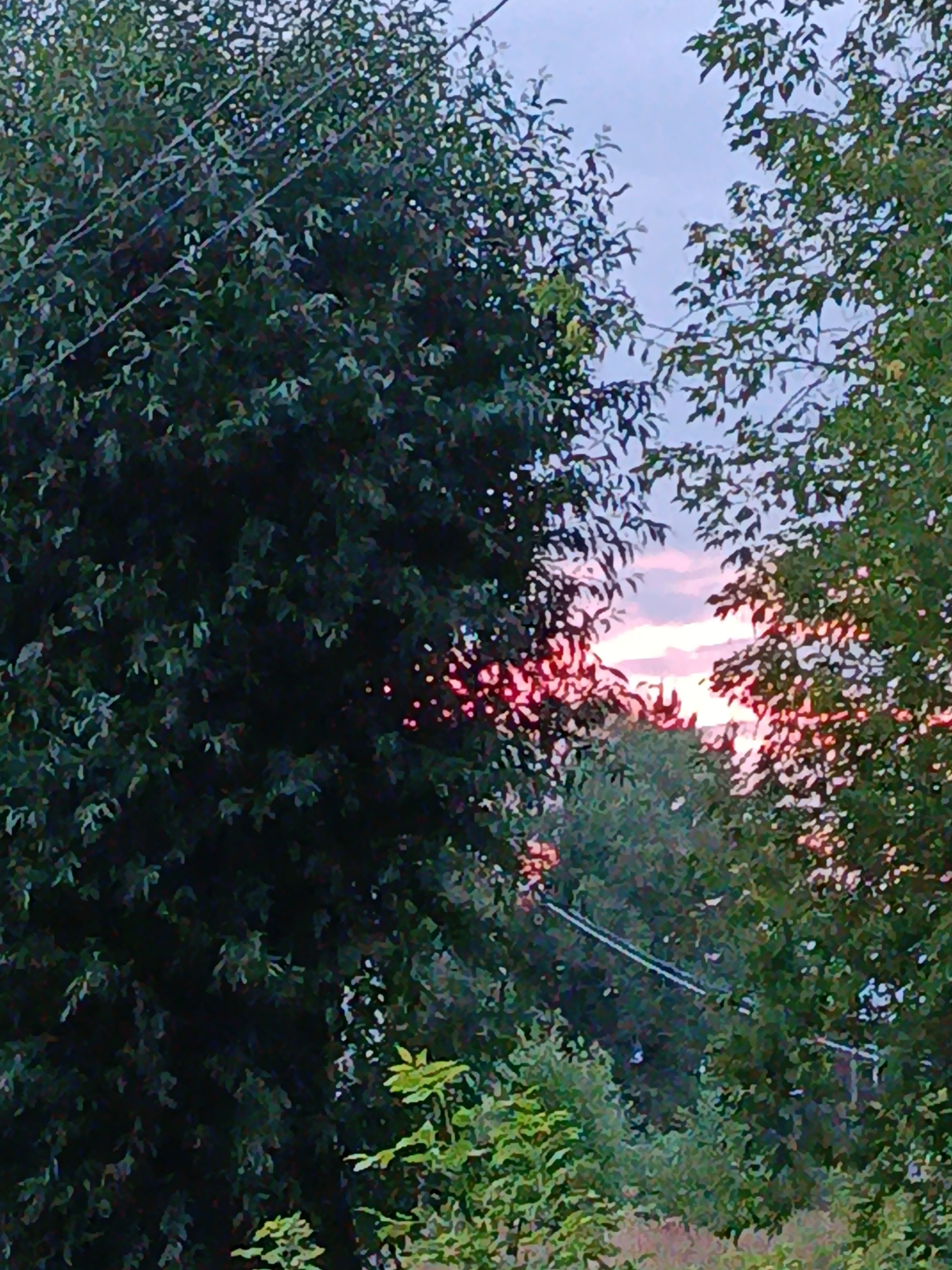 The image depicts a view through dense foliage, likely trees, towards a twilight sky. The sky exhibits soft hues of pink and purple, indicative of sunset or sunrise. Several strands of what appear to be overhead power lines are visible, crisscrossing through the branches. The foreground and middle ground are dominated by dark green leaves, with some lighter green foliage towards the bottom. The overall scene suggests an outdoor environment, potentially a rural or suburban area given the presence of power lines and the natural setting. The location in Verеya, Russia is not visually confirmed by any specific landmarks or identifying features within the image itself.