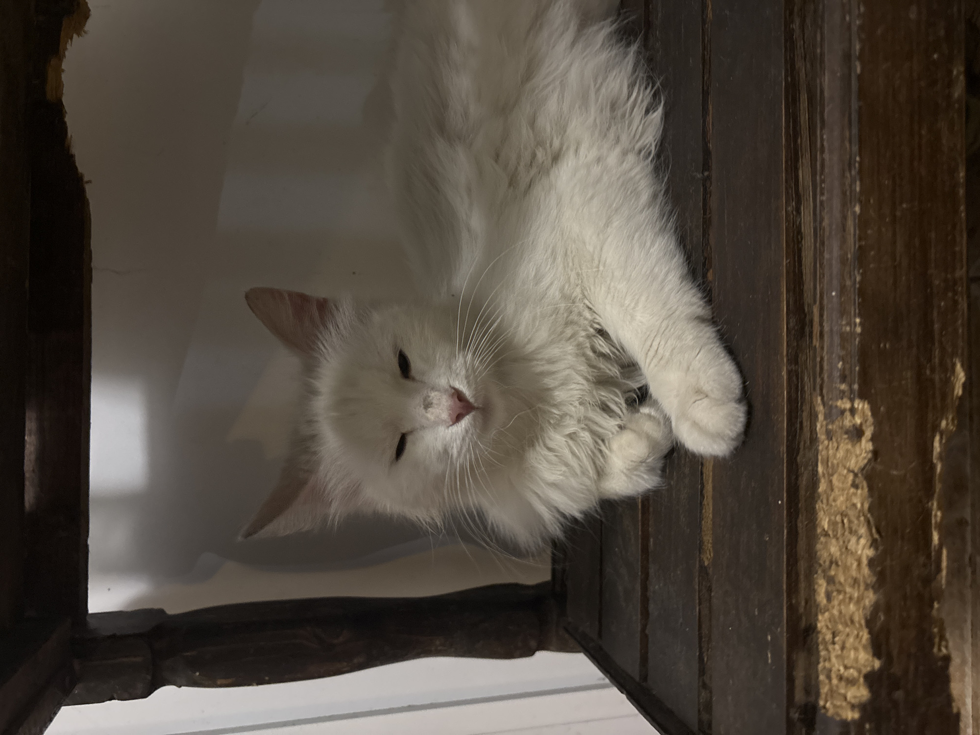 A fluffy, white cat is resting on a dark, wooden surface, possibly a piece of furniture. The cat is lying down with its paws curled. The surrounding environment appears to be indoors, with a white wall visible in the background. There is no information to identify the location to be in Asenovgrad, Bulgaria.