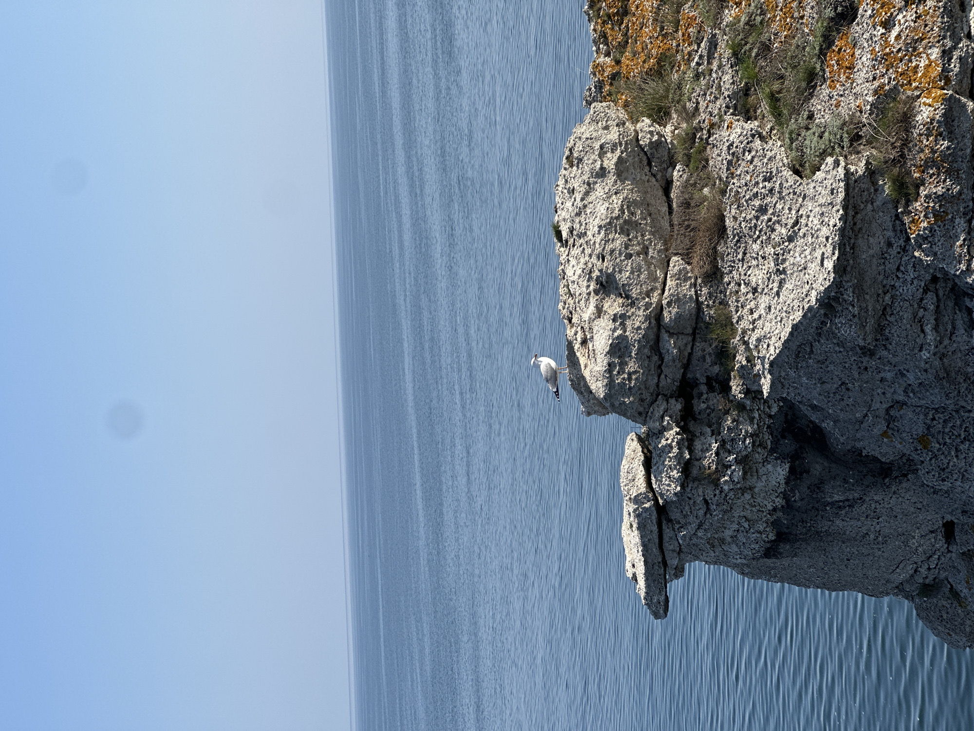 The scene depicts a rocky outcrop overlooking the sea near Sveti Nikola, Bulgaria. A seagull perches on the cliff face. The sky is clear and the sea calm, indicating fair weather. The rock face shows signs of weathering and is partially covered with vegetation.