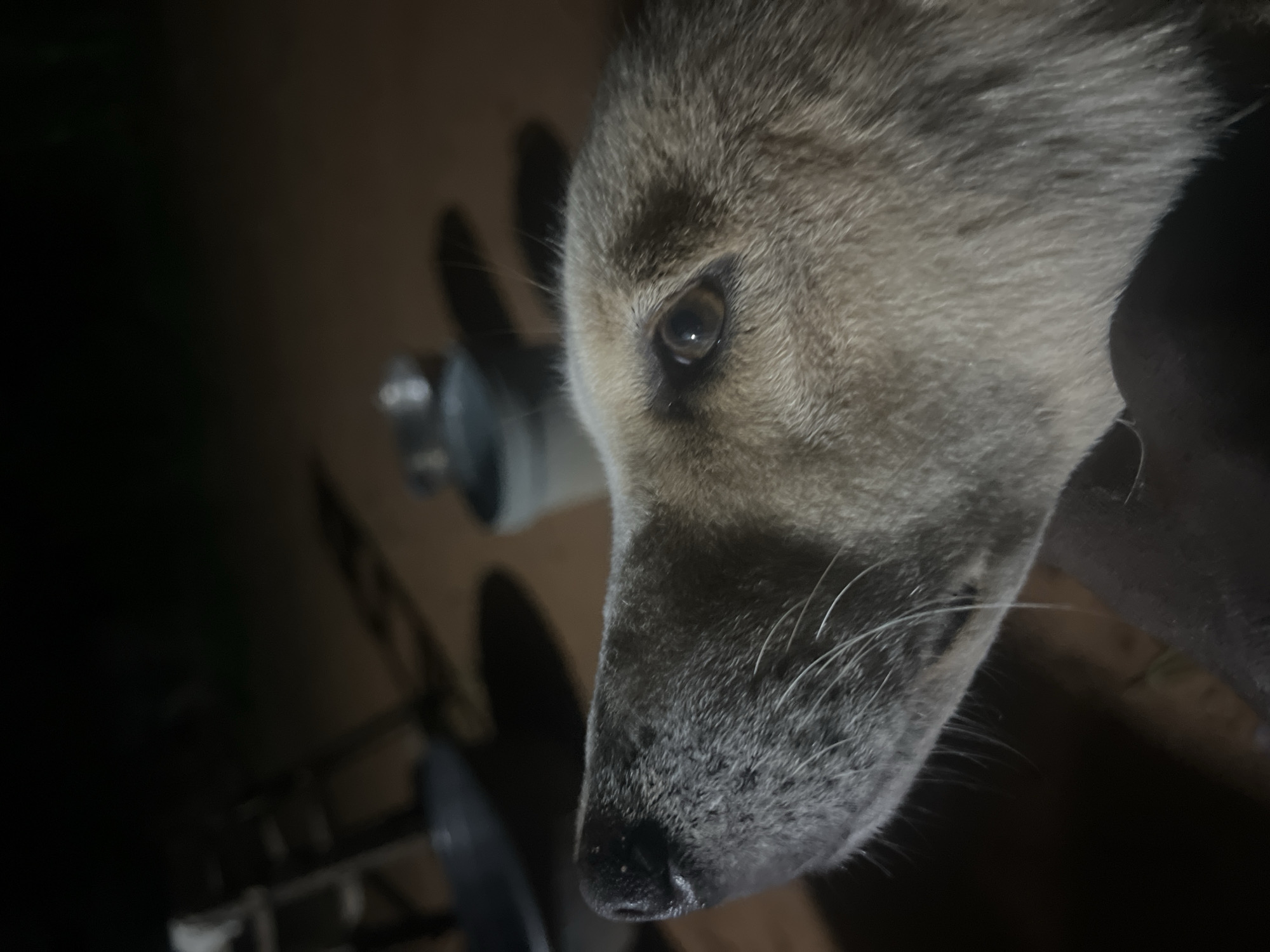 A close-up, low-angle shot shows the head of a dog looking to the left, with its snout and left eye visible. The dog has tan and gray fur, and its eye is a warm brown color. The background is dark and out of focus, with hints of objects that suggest an outdoor or semi-outdoor setting at night. These objects include what appears to be a ladder on the left and a bucket or container in the middle ground. The lighting suggests artificial light sources present at the time the photo was taken. The scene is likely located in an urban or peri-urban area, possibly Nkpor, Nigeria, given the context. The image captures a moment of stillness, with the dog appearing alert and its gaze directed away from the camera.