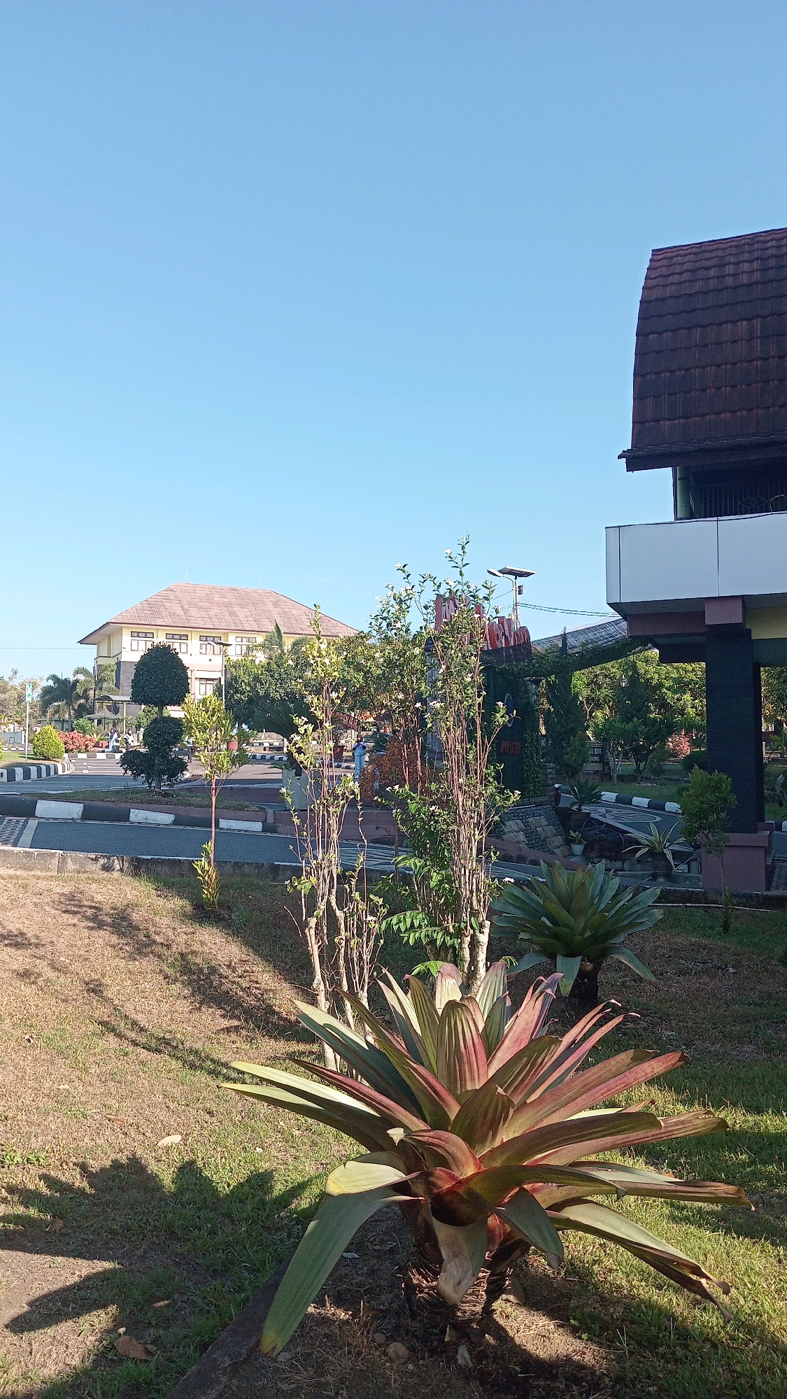 In Lenek, Indonesia, a low-angle shot captures a clear blue sky above a built environment. In the foreground, a large bromeliad plant with reddish-green leaves is positioned on the right, casting a shadow on the dry grass and soil. Behind it, a cluster of thin, bare-branched trees stands tall. Further back, a paved road with striped pedestrian crossings curves from left to right, bordered by manicured shrubs and trees. A multi-story building with a light-colored facade and a brown tiled roof is visible on the left, with a darker, modern building with a brown tiled roof and a white overhang visible on the right. The scene appears to be a well-maintained outdoor area, possibly a park or a campus, on a sunny day.