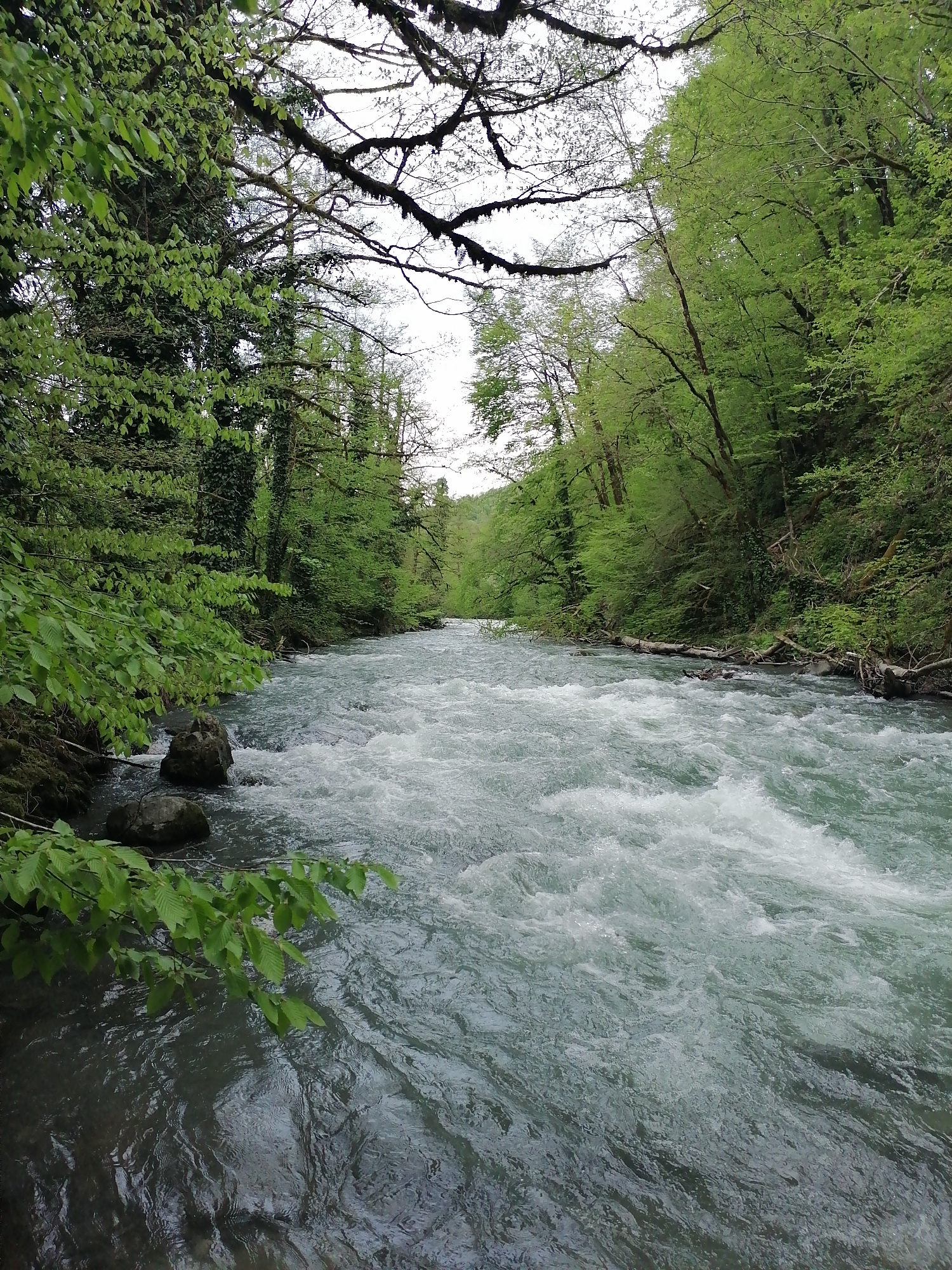 A vibrant natural landscape in Chvizhepse, Russia, is depicted, showcasing a powerful river flowing through a lush, green forest under an overcast sky. The wide river, occupying the central and lower parts of the frame, exhibits a strong current with numerous white rapids and turbulent water, reflecting a greenish-grey tone.
Both banks of the river are densely covered with abundant foliage and various trees. On the left side, bright, fresh green leaves from a foreground branch extend over the water, with several dark rocks visible near the bank where the water is calmer. Further back on the left bank, tall trees are adorned with deep green ivy and new spring growth.
The right bank parallels the left in its verdant coverage, featuring a thick canopy of green trees. Fallen logs and branches are scattered along the river's edge on this side, adding to the untamed character of the wilderness. Above the river and forest, a network of dark, gnarled tree branches, possibly laden with moss or lichen, stretches across the upper part of the image, silhouetted against a uniformly bright, overcast sky. The diffused light suggests a cloudy day. No human activity or visible text is present, emphasizing the serene and raw beauty of the natural environment.