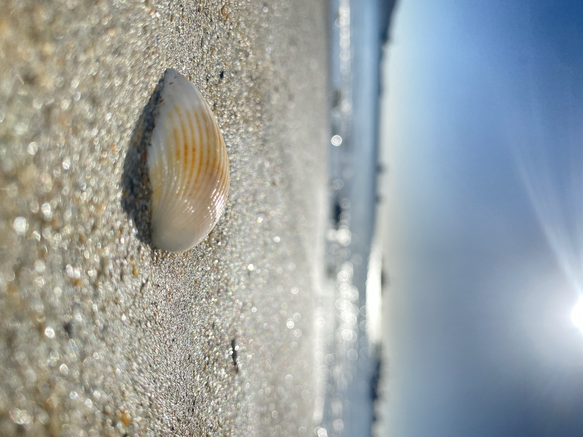 A close-up, slightly out-of-focus shot depicts a seashell resting on a sandy surface, likely a beach, with the ocean and sky visible in the background. The seashell is primarily white with light brown stripes and is partially embedded in the sand. The sand has a granular texture with a sparkling effect, possibly due to sunlight reflecting off the wet sand. In the background, the ocean appears as a blurred, silvery expanse meeting the sky, which transitions from a light blue near the horizon to a brighter, almost white hue near the top right corner of the image where the sun is shining. The shot is taken from a low angle, emphasizing the seashell and the sandy foreground, while the horizon is slightly tilted. The location is inferred to be in the city of Juan Griego, Venezuela, given that the prompt is focused on that area.