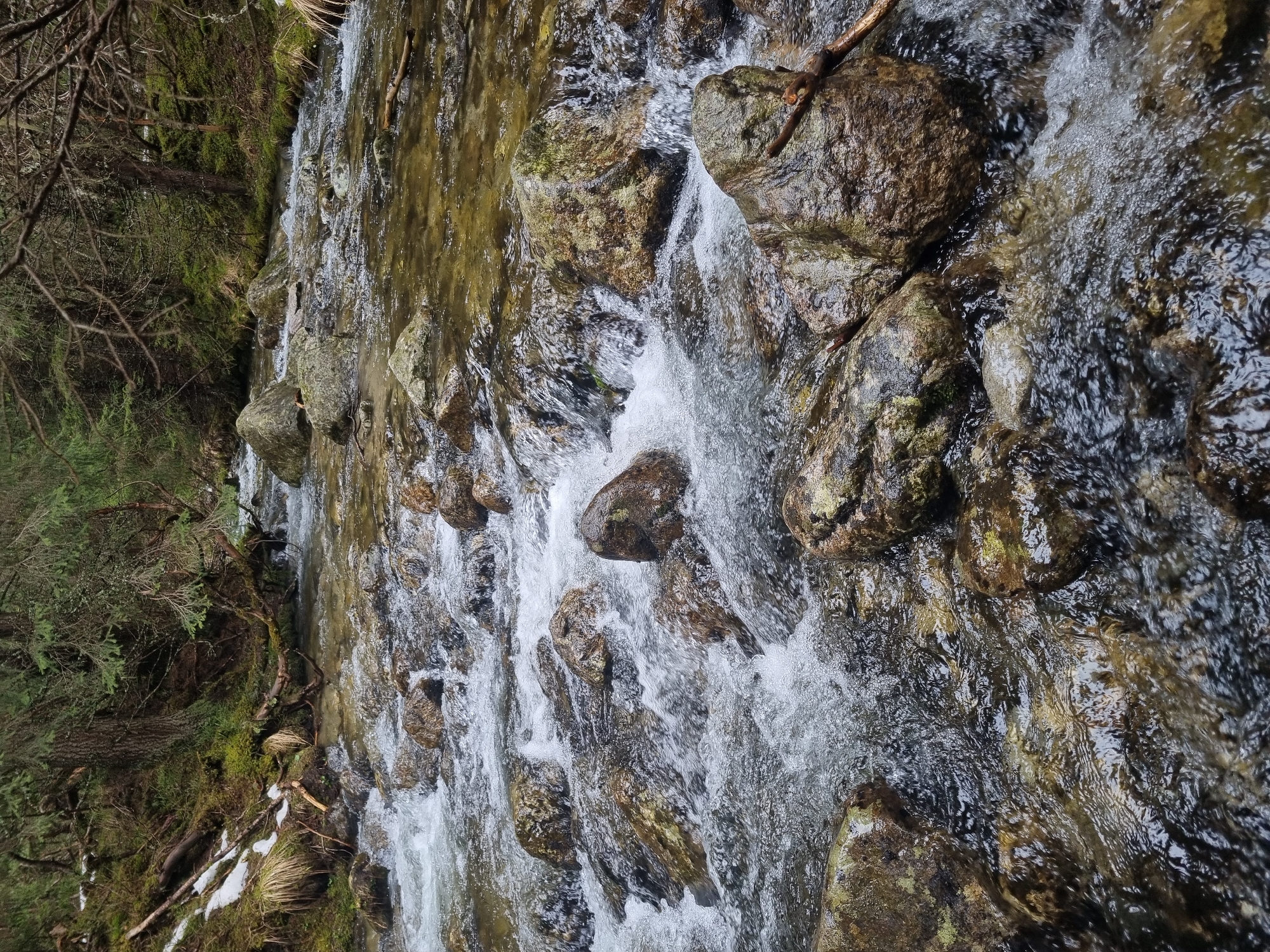 The image depicts a stream in Govedartsi, Bulgaria. The water flows rapidly over a bed of rocks and boulders, creating small rapids and white water. The banks of the stream are lined with trees and vegetation, including moss and some snow patches. The scene is shot at close range, providing a detailed view of the water's movement and the surrounding environment.
