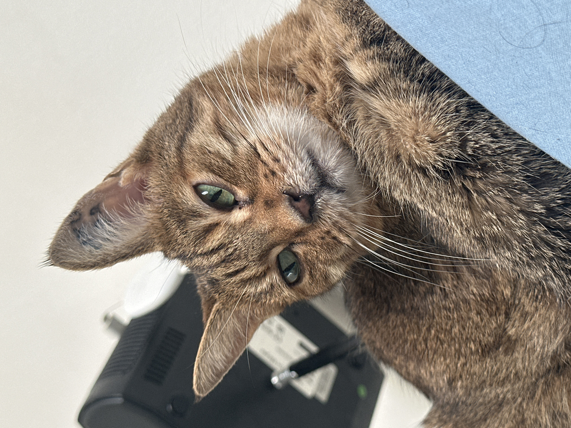 This is a close-up, low-angle shot of a tabby cat's face and front chest, with its head tilted to the right. The cat has green eyes, a dark nose, and long white whiskers. Its fur is brown with black stripes. The cat is resting on a light blue surface, possibly fabric. In the background, out of focus, is a black electronic device with vents, and a white wall. The image does not contain any information that could place it in Paris, France.