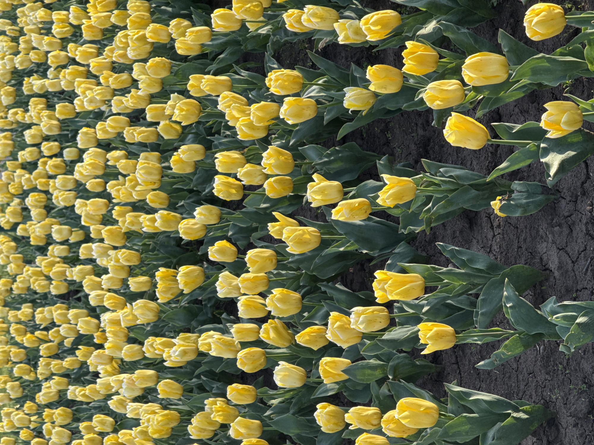 A field of yellow tulips stretches into the distance. The flowers are arranged in rows with green leaves visible amongst the stems. The ground between the rows is dark soil. The photograph is oriented vertically, and the perspective suggests a field extending outwards from the lower right corner. There is no indication of the city of Dobrich, Bulgaria in the image.