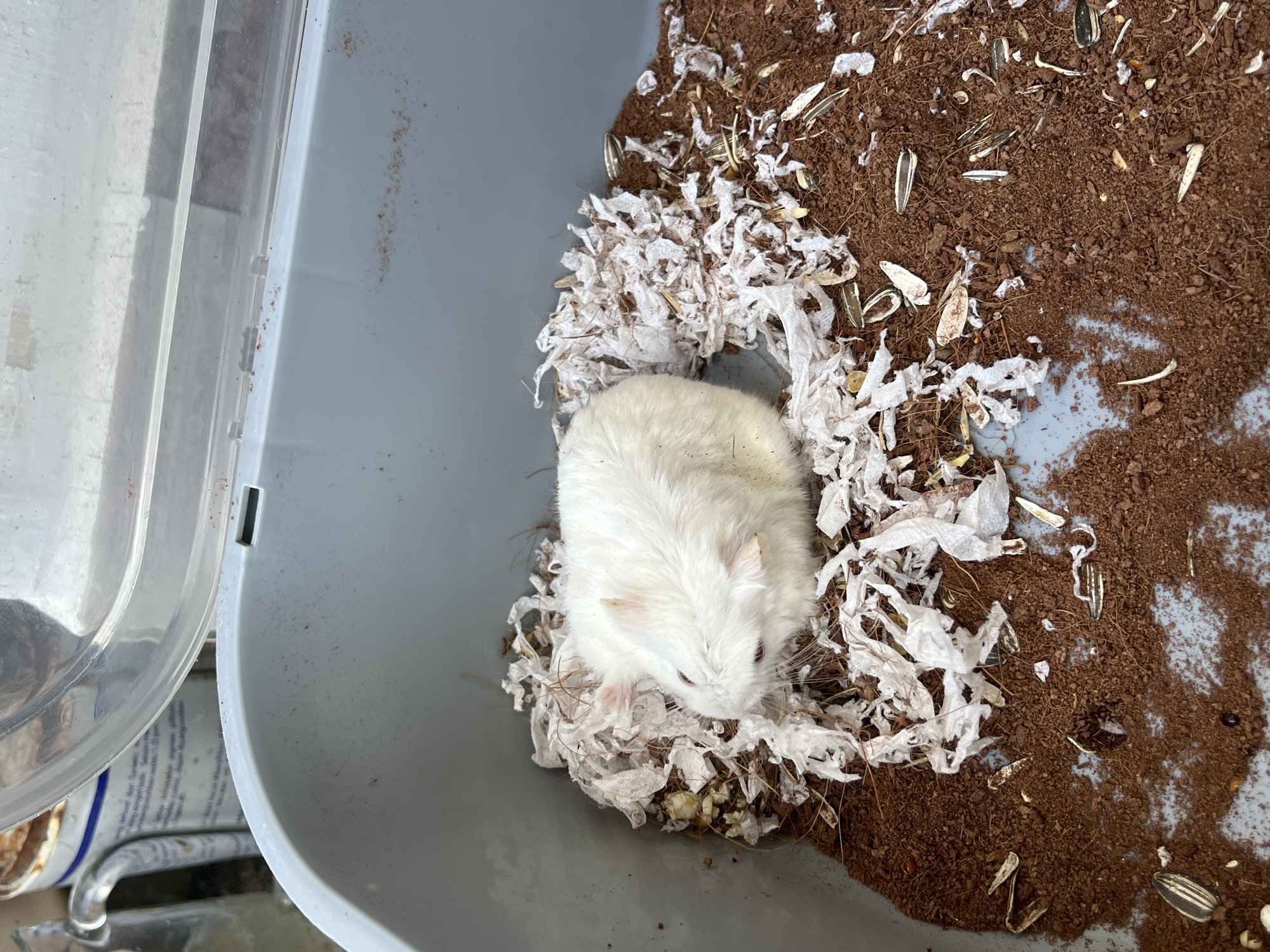 The image shows a white hamster in a grey plastic bin. The bin contains brown substrate, shredded white paper bedding, and some sunflower seeds. The hamster is curled up in the bedding. The lid of the bin is partially open, revealing a blurry background that includes a white container with blue writing and a glass bottle. The scene appears to be outdoors, possibly in a backyard or garden area. There is no information in the image to suggest a location in Jambearum, Indonesia, or any other specific city.