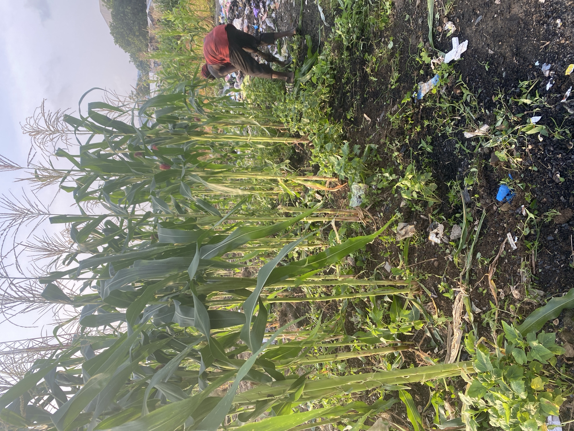 In Abuja, Nigeria, a person wearing a red shirt and dark pants works in a field of tall corn stalks. The ground is dark soil, littered with green weeds, dried corn leaves, and scattered pieces of white and blue plastic waste. In the background, more corn plants are visible, along with a large pile of trash and distant trees and buildings. The sky is overcast, suggesting either dawn or dusk.