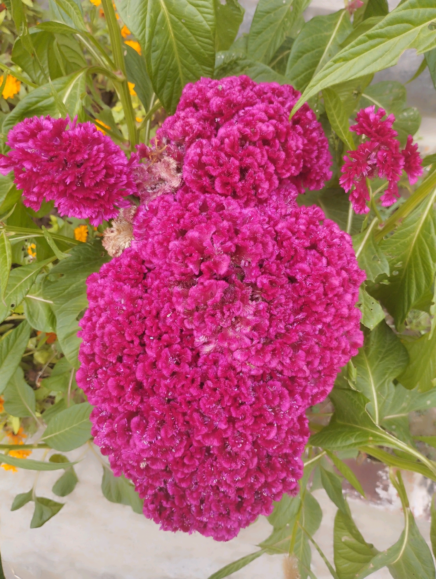 A close-up, vertical shot shows a cluster of vibrant magenta celosia flowers with their characteristic ruffled, feathery petals. The largest bloom is centered, with smaller ones above and to its right. Lush green leaves and stems surround the flowers, with hints of yellow flowers in the blurred background, suggesting a garden setting. The overall impression is one of rich floral texture and color. There is no indication of Heingang, India, or any specific location in the image.