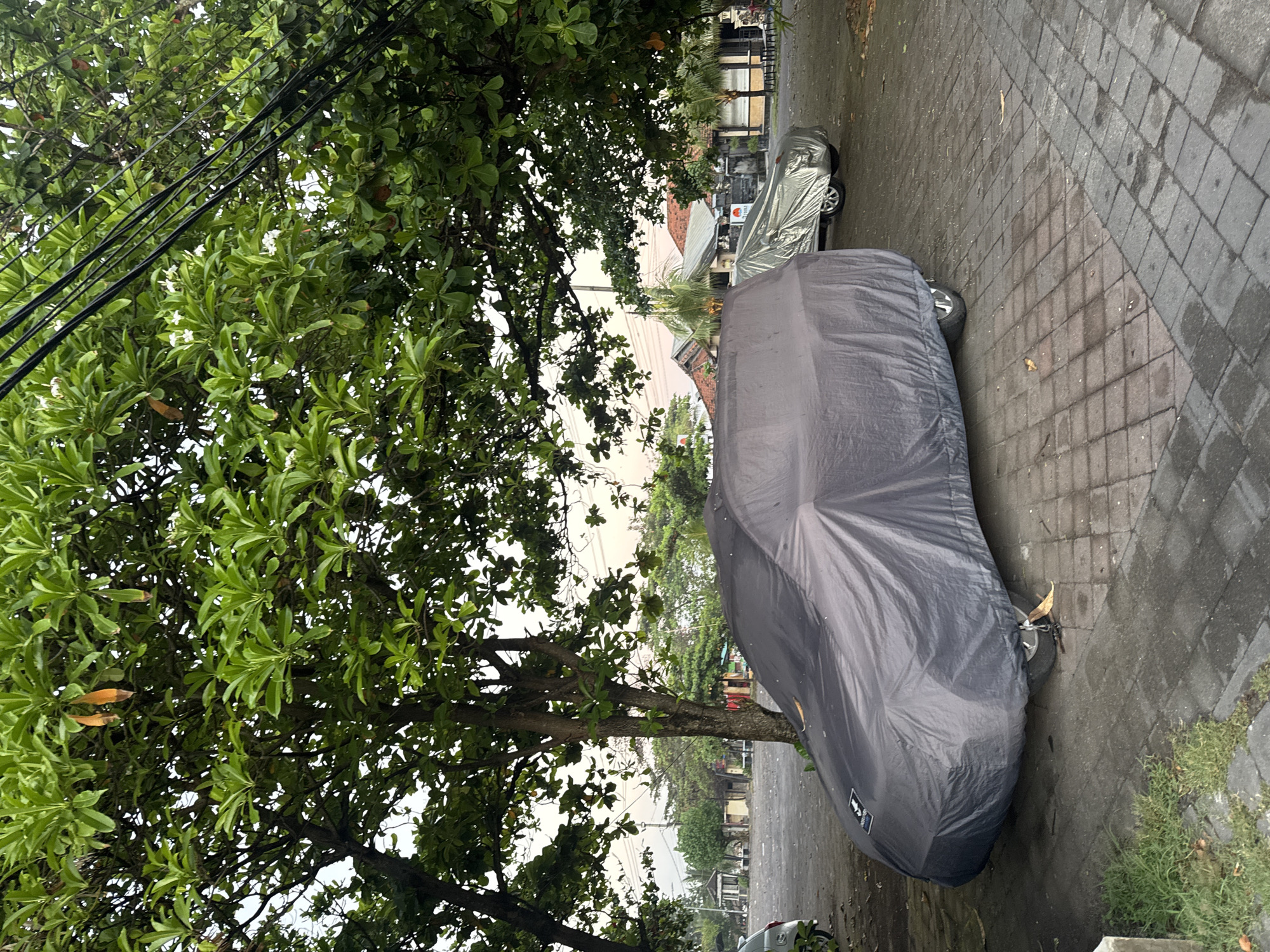 The image shows a street scene in Kuta, Indonesia. A car covered with a dark gray car cover is parked along a brick-paved sidewalk. A second vehicle, also covered, is parked behind it. A large tree with lush green foliage is situated to the left of the cars, with power lines visible among the branches. The street is wet, suggesting recent rain. Buildings and houses are visible in the background, typical of a residential area. The sky is overcast. There are no people visible in the frame.