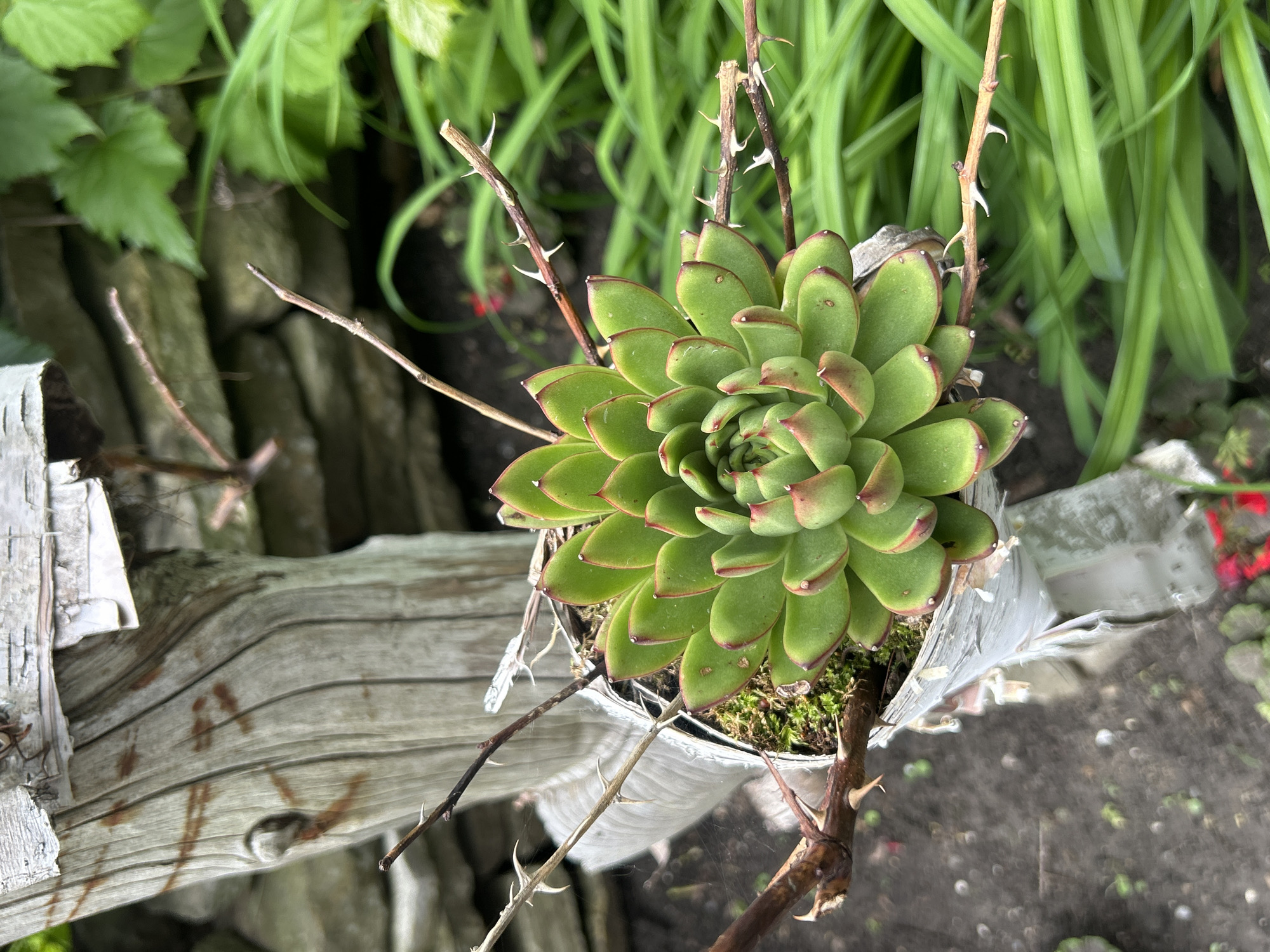 This is a close-up, eye-level, outdoor, natural light, medium shot of a succulent plant in a pot. The succulent is the main subject, vibrant green with red-tipped leaves arranged in a rosette pattern. It is in a white plastic pot, which appears to be partially covered by white plastic sheeting or tape. The pot is placed on or near a weathered, wooden post with visible cracks and lines, possibly a part of a garden structure. Thorny branches are intertwined with the succulent and its pot. In the background, there is a stone wall and lush green foliage, suggesting a garden setting. The ground is visible at the bottom, appearing to be dark soil with some scattered elements. The scene is devoid of any human presence or activity. The location in Mount Royal, Canada, is not visually discernible from the image itself.