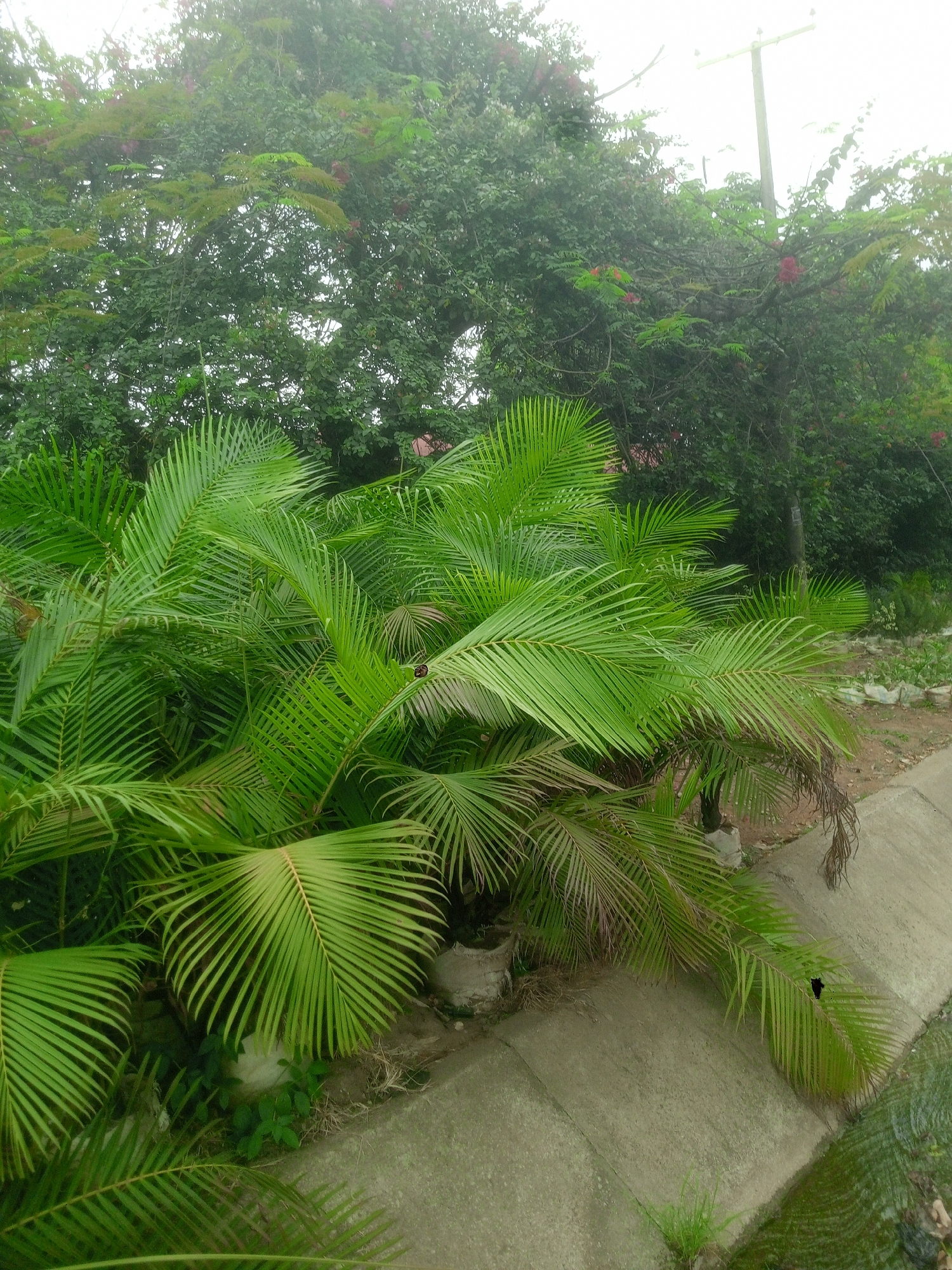 The image displays a vibrant outdoor scene characterized by dense, lush green vegetation under an overcast sky. In the foreground, numerous large, feathery palm fronds dominate, showcasing a bright green hue with distinct parallel veins. These fronds form a thick, layered canopy, suggesting a tropical or subtropical environment.
Behind the palms, a backdrop of taller trees and bushes with darker green foliage fills the upper and mid-ground. Scattered among these trees are hints of reddish-brown leaves or small flowers, adding a subtle color variation. Towards the upper right quadrant, a light-colored wooden utility pole stands against the bright, hazy sky, partially obscured by the tree branches.
Along the right side of the frame, a concrete structure, possibly a drainage ditch or a paved walkway, runs diagonally, leading towards the lower right corner. The concrete surface appears textured, and some small patches of grass and weeds grow near its edges. A sliver of water is visible within the ditch at the bottom right.
The scene conveys a sense of rich natural growth within a managed or semi-urban landscape, indicative of its location in Abuja, Nigeria. The diffuse lighting suggests an overcast day. There are no people, explicit activities, or visible text in the image.