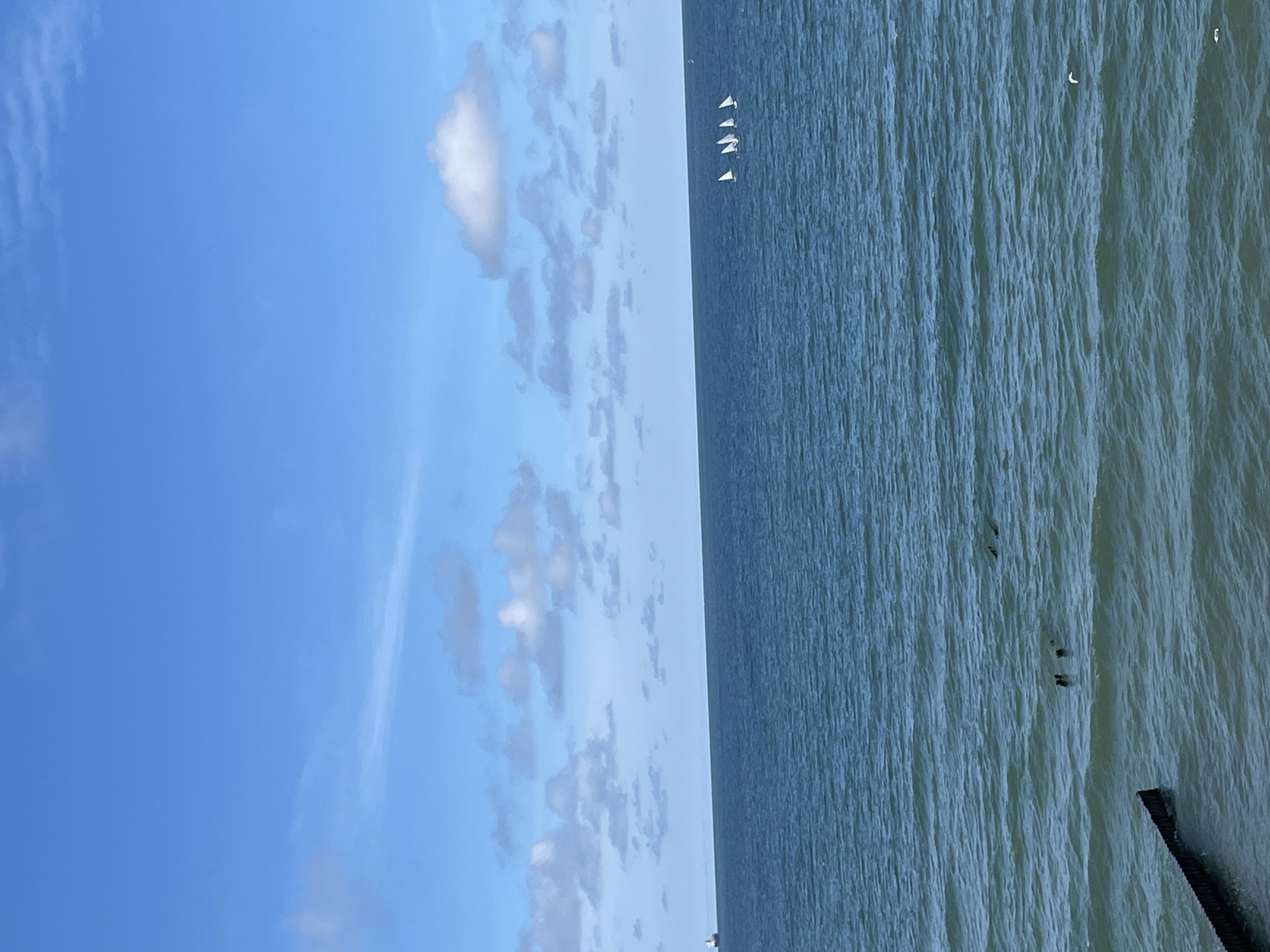 The image depicts a serene coastal scene in Pionersky, Russia, under a bright blue sky dotted with scattered white clouds. The vast expanse of the Baltic Sea dominates the lower half of the frame, with gentle waves creating a textured surface. In the distance, a cargo ship can be seen on the horizon to the left. Closer to the center right, a group of small sailboats with white sails are gliding across the water. In the foreground, partially submerged wooden structures protrude from the water, remnants of what might be an old pier or breakwater. A single bird is visible in the water on the right side of the image. The overall impression is one of tranquility and open space, with the elements of sea, sky, and human activity in harmony.