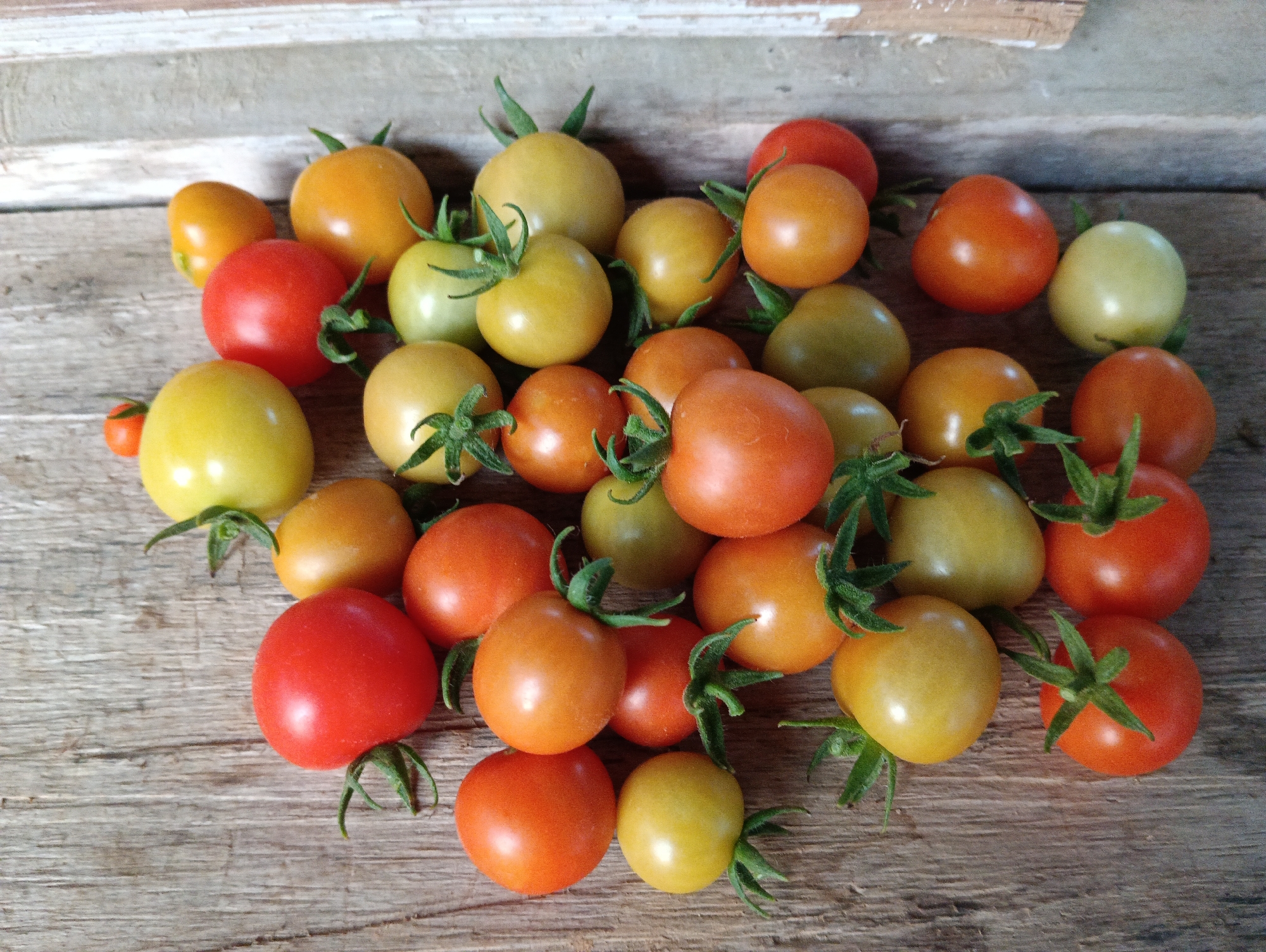A cluster of mixed-color cherry tomatoes, including red, orange, yellow, and green varieties, are arranged on a weathered wooden surface. The tomatoes display varying degrees of ripeness, with some fully red and others still exhibiting green or yellow hues. Each tomato has a small green stem and calyx attached. The wooden surface shows a rustic texture with visible grain and imperfections, suggesting it is an outdoor or aged setting, possibly a tabletop or a weathered deck. The lighting is natural, casting soft shadows and highlighting the glossy surfaces of the tomatoes. The background is out of focus but appears to be a continuation of the wooden surface or a similar textured material, with a subtle hint of a light-colored horizontal element at the top of the frame. The scene is composed from a top-down perspective, offering a clear view of the tomato arrangement. This scene is not identifiable as being in Pematang Jaya, Indonesia.