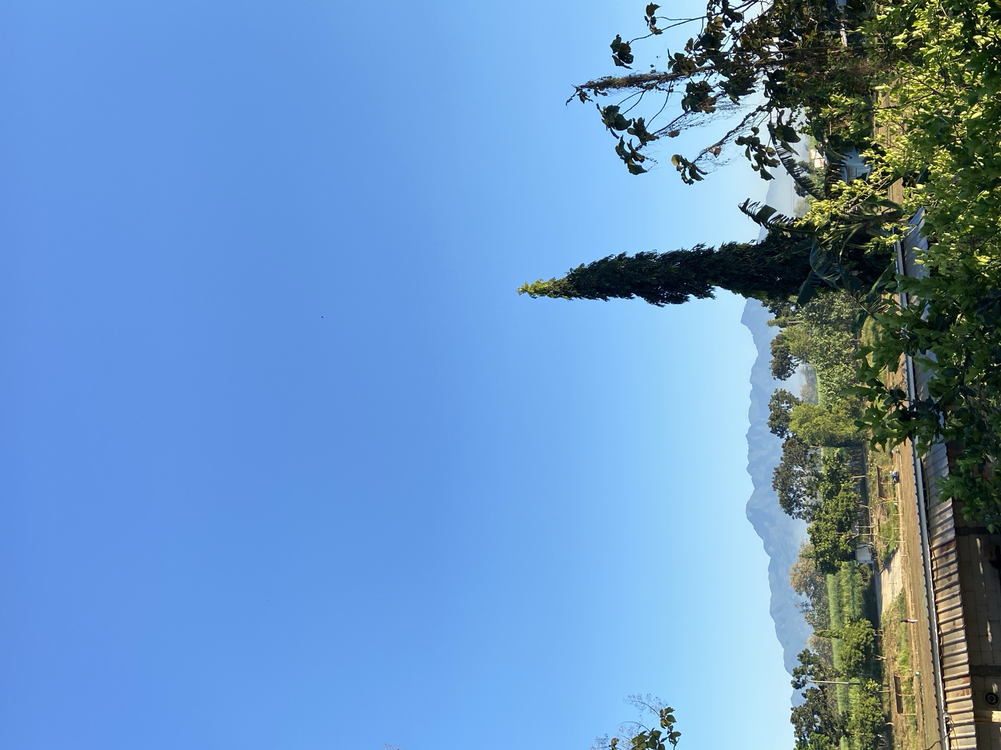 The image displays a tranquil, natural landscape in Margorejo, Indonesia. The scene is dominated by a vast, clear blue sky, suggesting a sunny day. In the foreground and along the right side of the frame, lush green foliage from trees and plants creates a verdant border. A tall, slender evergreen tree stands prominently in the middle ground, its dark green needles contrasting with the brighter green of other vegetation. Beyond the trees, a rural or semi-rural setting unfolds. Fields, possibly agricultural, are visible, interspersed with more trees. In the distance, a range of majestic mountains forms a hazy, blue silhouette against the sky, indicating a significant distance and perhaps a slight atmospheric diffusion. The overall impression is one of peaceful natural beauty, bathed in the bright light of daytime. There are no people or specific objects that draw significant attention, emphasizing the natural elements of the scene. The composition suggests a view from an elevated position, possibly a balcony or a hillside, looking out over the landscape. The time of day is clearly daytime due to the bright sky and strong lighting. The weather appears to be clear and fair.