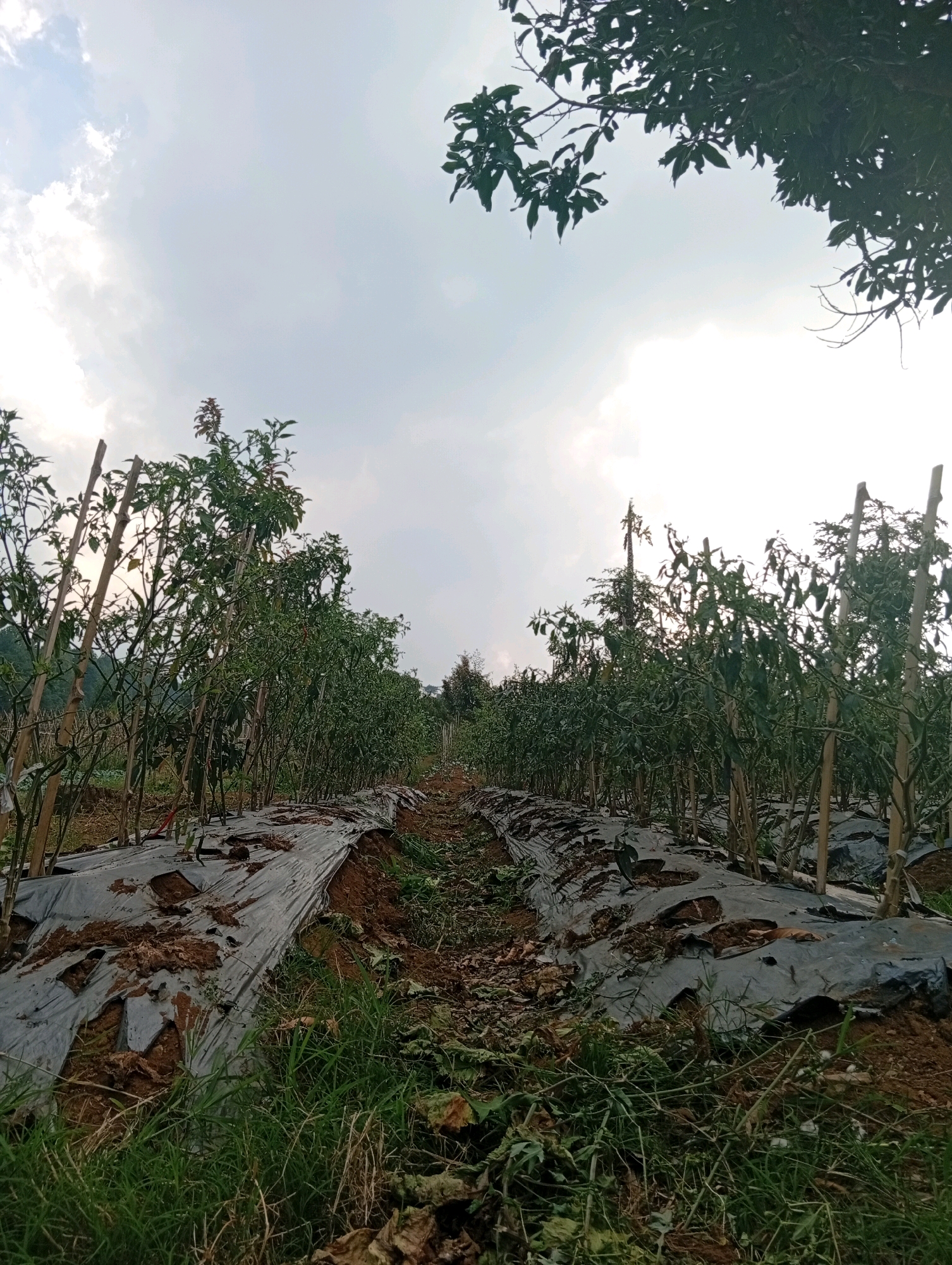 In the city of Ciherang, Indonesia, a view of a farm shows rows of chili plants. The plants are supported by wooden stakes and covered with black plastic mulch. The sky above is cloudy, with some sunlight breaking through. The overall scene is one of agricultural cultivation in a rural setting.