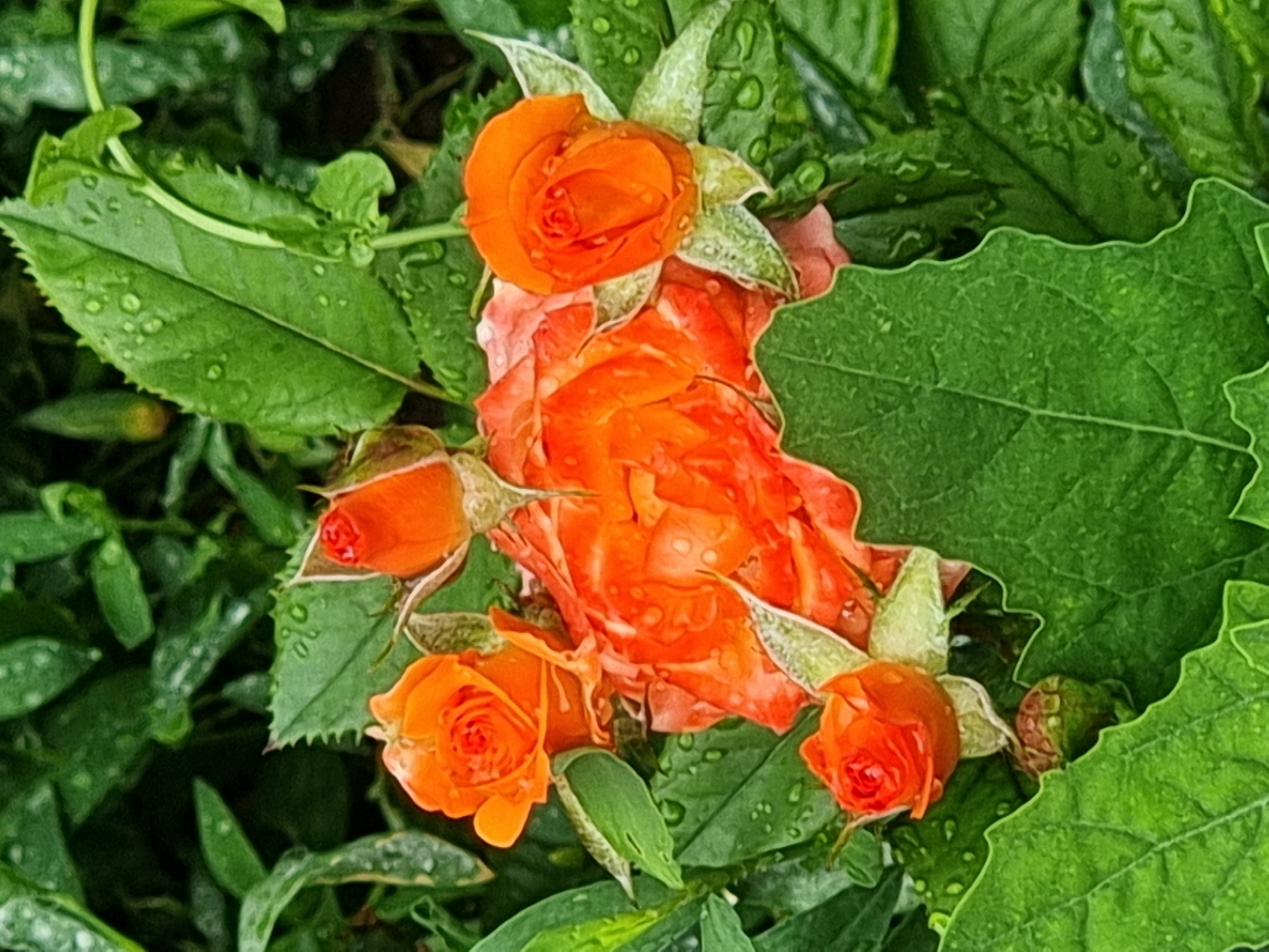 This image depicts a close-up view of several bright orange roses, some in full bloom and others as buds, nestled amongst lush green leaves. Water droplets are visible on the petals and leaves, suggesting recent rain or watering. The setting appears to be a garden. The image does not contain any information that would allow for identification of its location within Copanca, Moldova.