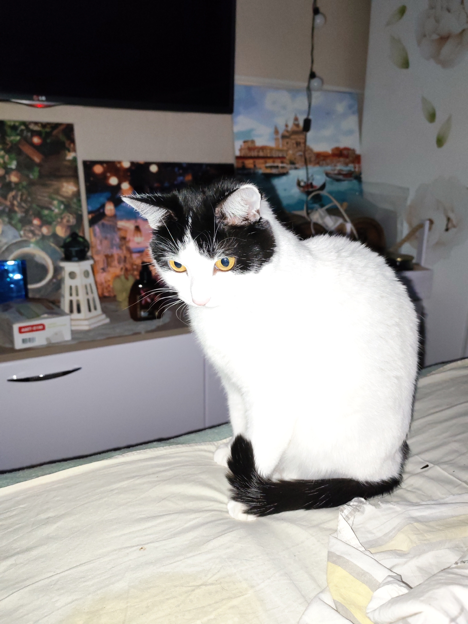 An indoor residential setting in Chaikovsky, Russia, is depicted. The primary subject is a black and white tuxedo cat, with prominent yellow eyes, sitting upright on a white bedspread. The cat is facing slightly left and looking downwards, with its black tail curled around its right side.
In the background, behind the cat, a light-colored dresser or cabinet with two dark handles is visible. On top of this surface, from left to right, are a blue reflective object, a white box with red lettering, a white decorative lighthouse model, and a dark, possibly glass, bottle. String lights with small, spherical bulbs hang vertically in the mid-ground.
Above the dresser, a large, black flat-screen LG television is mounted on a light-colored wall. Below the television, three framed pictures or posters are displayed. The leftmost image features a Christmas-themed arrangement with pinecones and lights. The central image is blurred, showing indistinct figures and lights. The rightmost image depicts a European-style cityscape with water, boats resembling gondolas, and historic buildings, suggesting a scene like Venice. To the far right, the wall is adorned with white wallpaper featuring light-colored, possibly floral, motifs or petals.