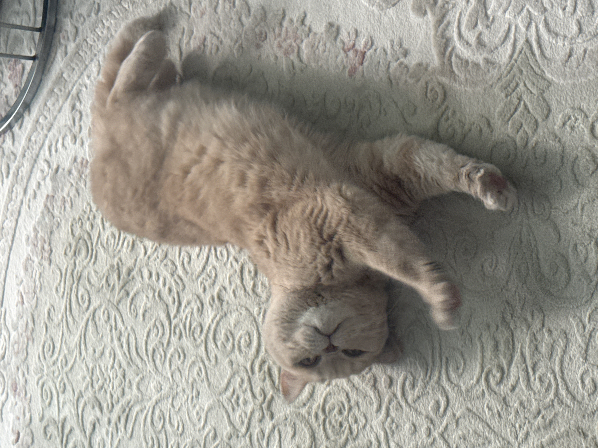 A light-colored cat with beige or cream fur is prominently featured, lying on its back with its belly exposed. Its head is upside down relative to the viewer, resting on a textured surface, and its front paws are relaxed and slightly extended. The cat appears calm and comfortable, with a serene expression.
The setting is indoors, with the cat resting on a soft, light-colored rug or carpet. The carpet features an intricate, raised pattern of swirling motifs and floral-like designs, predominantly in off-white or cream tones. Some areas of the carpet show faint reddish-pink accents within the pattern. In the upper left corner of the main image, a curved, metallic object, possibly part of a furniture leg, is partially visible, indicating an indoor domestic environment. The lighting is soft and diffused, highlighting the textures of the cat's fur and the patterned carpet. No specific time of day or weather is discernible, and there is no visible text. The overall impression is one of peaceful domesticity and feline relaxation.