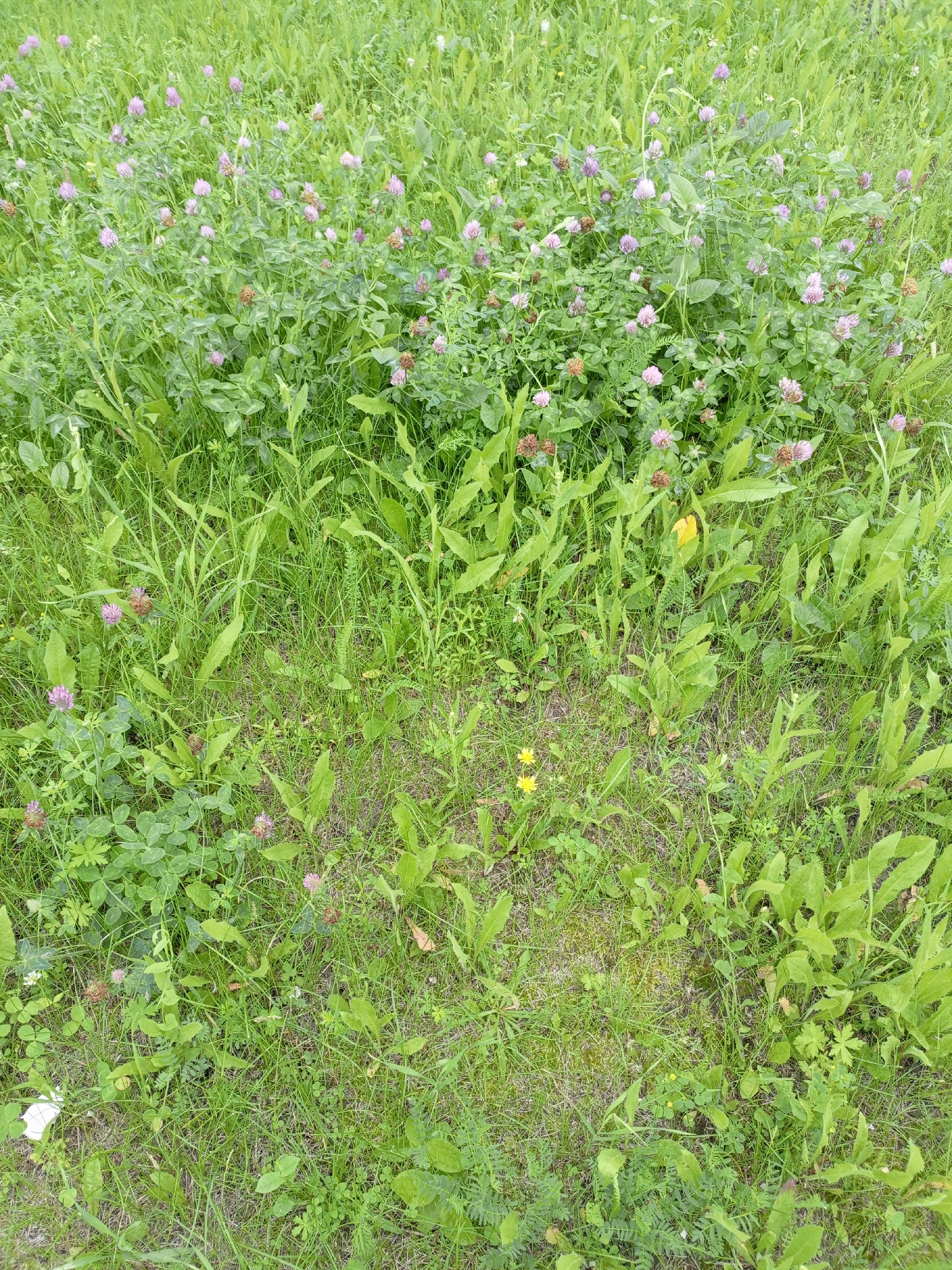 An overhead shot captures a dense patch of green grass and clover flowers in a field. The clover flowers are predominantly pink and purple, with some appearing dried and brown. The grass is varied in length, with some taller blades mixed with shorter, sparser patches. In the lower left, a crumpled piece of white paper is visible. Two small yellow flowers can be seen in the middle of the frame, one slightly to the left and another more centrally located. The scene is likely outdoors, possibly a meadow or unkempt lawn. The location is Shadrinsk, Russia, suggesting a natural or semi-natural environment within the city.