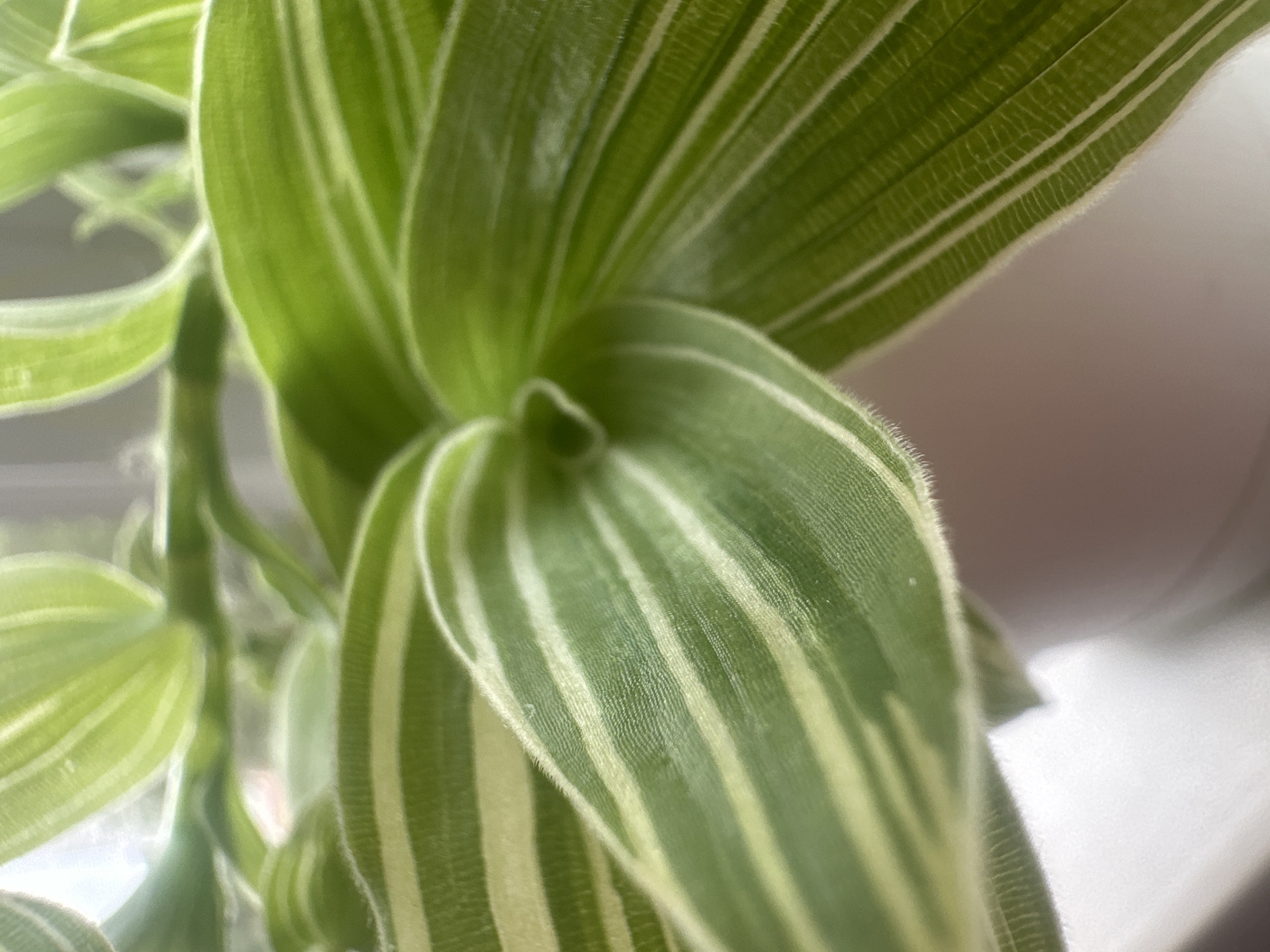 A close-up, macro shot of a variegated green and white plant's leaves. The leaves have a fuzzy texture along their edges and exhibit distinct parallel lines of lighter green or white against a darker green background. The shallow depth of field blurs the background, but a white pot is visible at the bottom of the frame. The image appears to be taken indoors, with soft, natural light illuminating the plant. The plant is located in Maladzyechna, Belarus.
