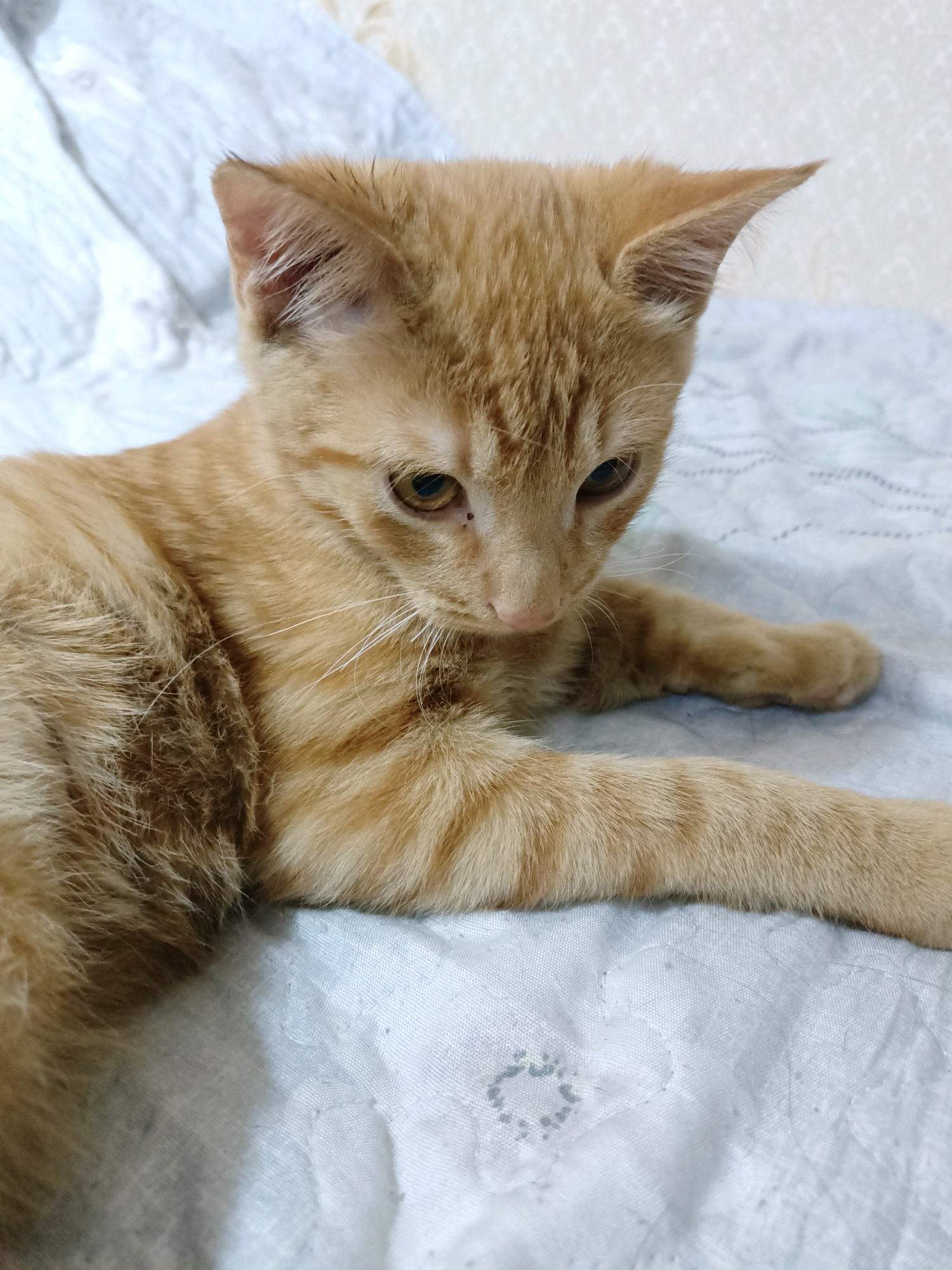 An orange tabby kitten lies on a white, textured blanket. The kitten is facing downwards and to the right, with its body stretched out. Its fur is a light orange with darker orange stripes. The kitten's ears are pointed upwards, and its eyes are partially closed. The background consists of the white blanket and a textured wall. There is no indication of the city of Almaty, Kazakhstan.