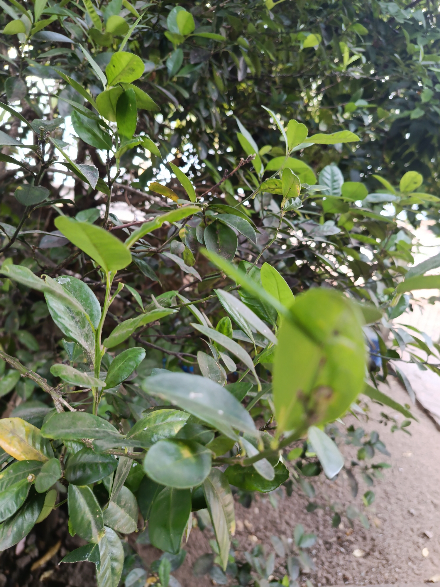 A close-up, slightly angled shot captures a dense bush with lush, green foliage. The leaves are a vibrant green, with some showing a hint of yellow, suggesting they are either aging or have received varying amounts of sunlight. The branches are thin and dark, interwoven to create a rich texture. In the background, the scene is blurred, hinting at a pathway or ground covered with small pebbles or soil, with other greenery and possibly buildings visible in the distance. The overall impression is one of natural growth within an urban or semi-urban environment. The photograph was taken in the city of Mansalean, Indonesia.
