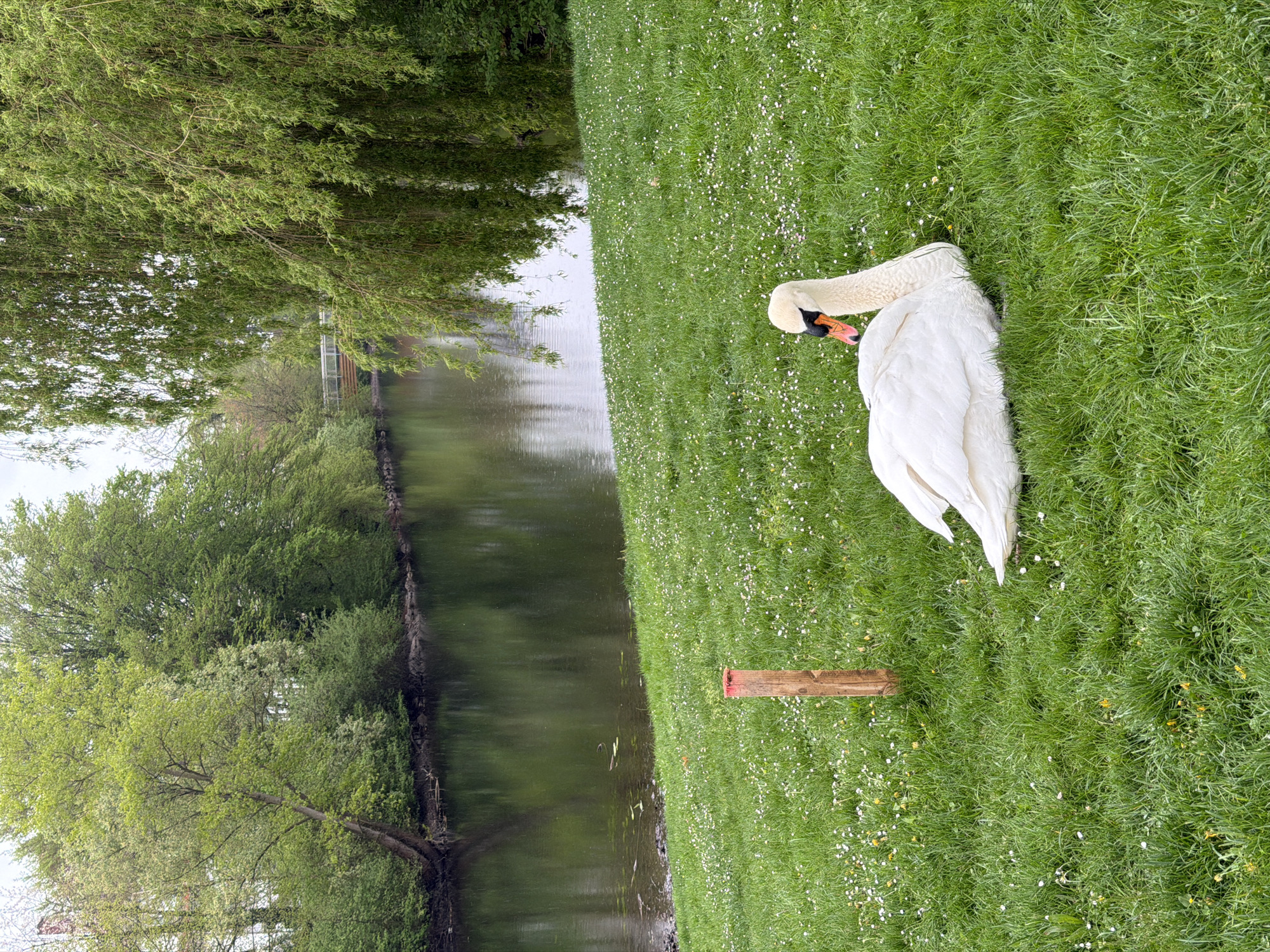A swan rests on a grassy bank beside a body of water, likely a river or canal. The grass is green and interspersed with small white and yellow flowers. A weathered wooden post lies on the grass near the swan. Across the water, trees line the bank. The location is Kehl, Germany.