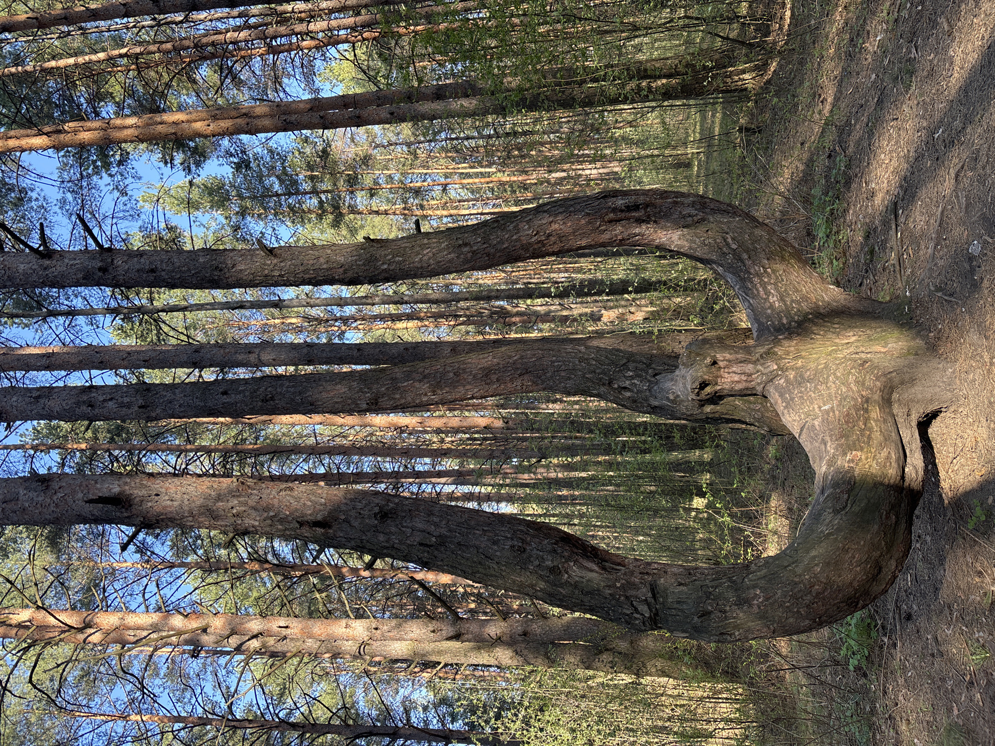 The image depicts a pine forest in Chaikovsky, Russia. The foreground features a tree with a unique, almost U-shaped bend in its trunk near the base. This unusual growth pattern is the focal point. The surrounding forest consists of tall, straight pine trees, creating a dense canopy. The ground is covered in pine needles and some low-lying vegetation. Light filters through the trees, creating shadows on the ground. The sky is visible in patches between the trees. There are no people or animals visible in the scene.