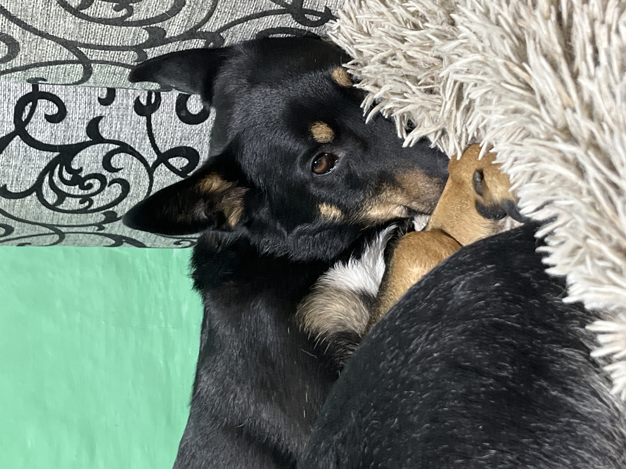 The image shows a black and tan dog lying on a fluffy cream-colored dog bed. The dog is curled up, with its head resting on the bed. Its eyes are open, and it appears to be relaxed. The background is a green wall and a patterned fabric. The scene is indoors, likely in a home. The image is a close-up, focusing on the dog. There is no information in the image to indicate a location in Nizhny Tagil, Russia.