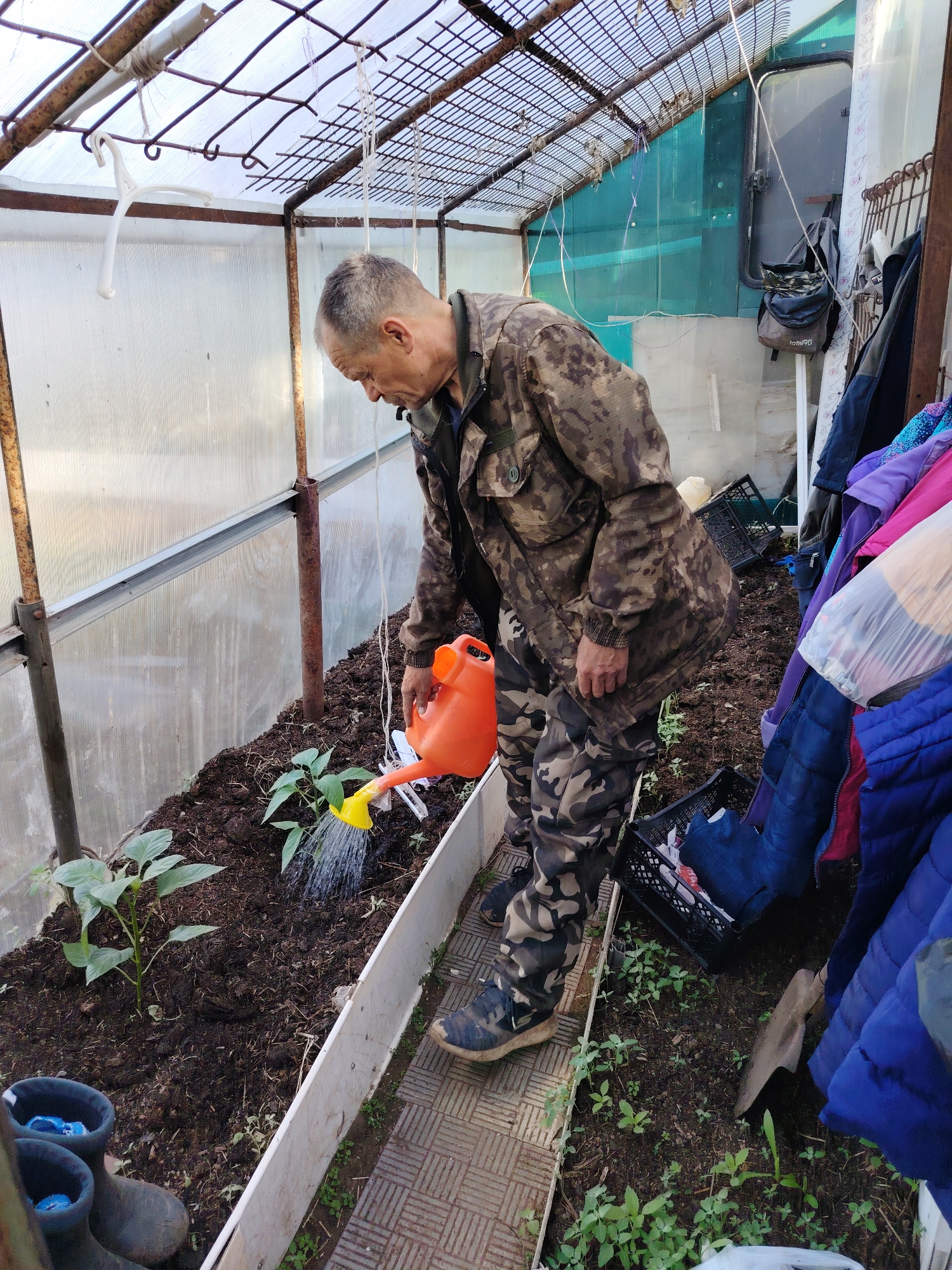 A man is watering plants inside a greenhouse. He is wearing camouflage clothing and using an orange watering can. The plants are in a raised bed with dark soil. The greenhouse has a metal frame and a clear plastic covering. The floor is made of patterned tiles. In the background, there are various items, including crates, clothing, and gardening tools. The location is likely Chaikovsky, Russia.
