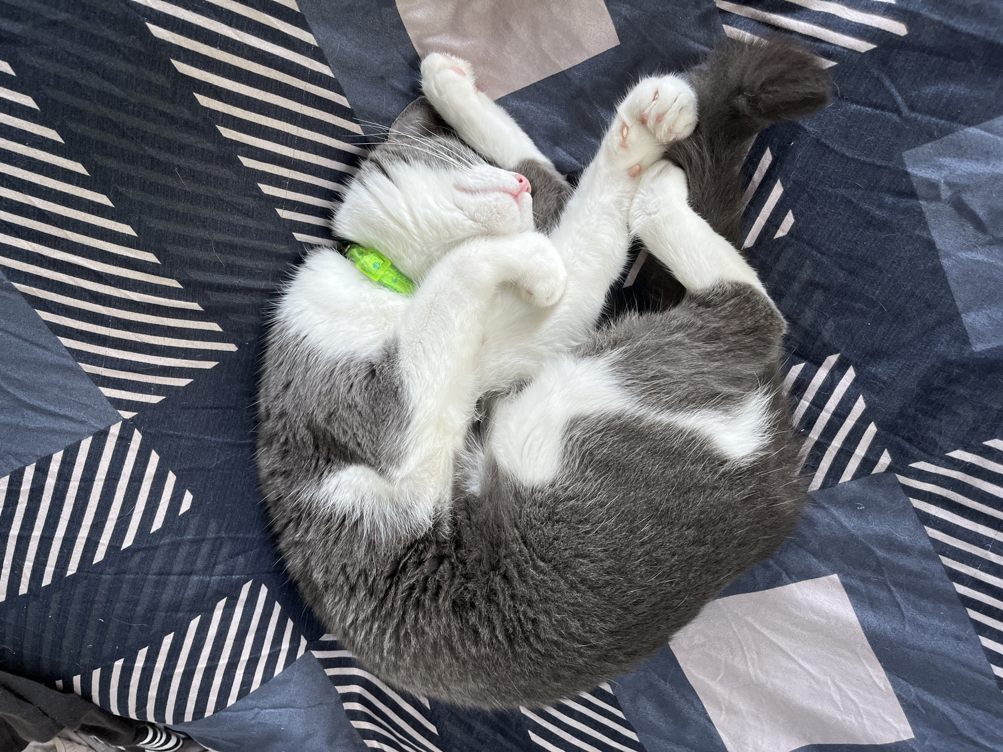 A gray and white cat is sleeping curled up on a bed with a geometric patterned comforter. The cat is wearing a bright green collar. The comforter features dark blue and light gray geometric shapes and stripes. The scene is indoors, likely in a bedroom. There is no discernible location in the city of Ureki, Georgia.