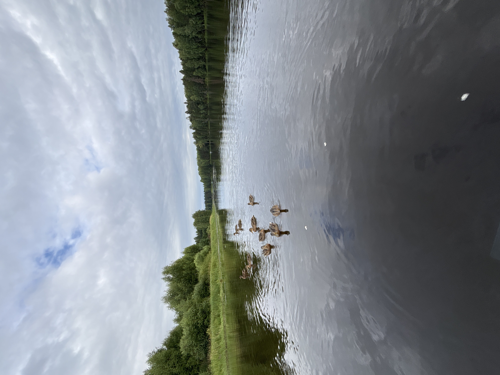 A flock of ducks swims in a wide, calm river. The river is bordered on the left by a lush green bank with trees and grass, and on the right by a dense forest. The sky is overcast with scattered clouds, and the water reflects the cloudy sky and the trees. The scene appears to be in a natural, rural environment.