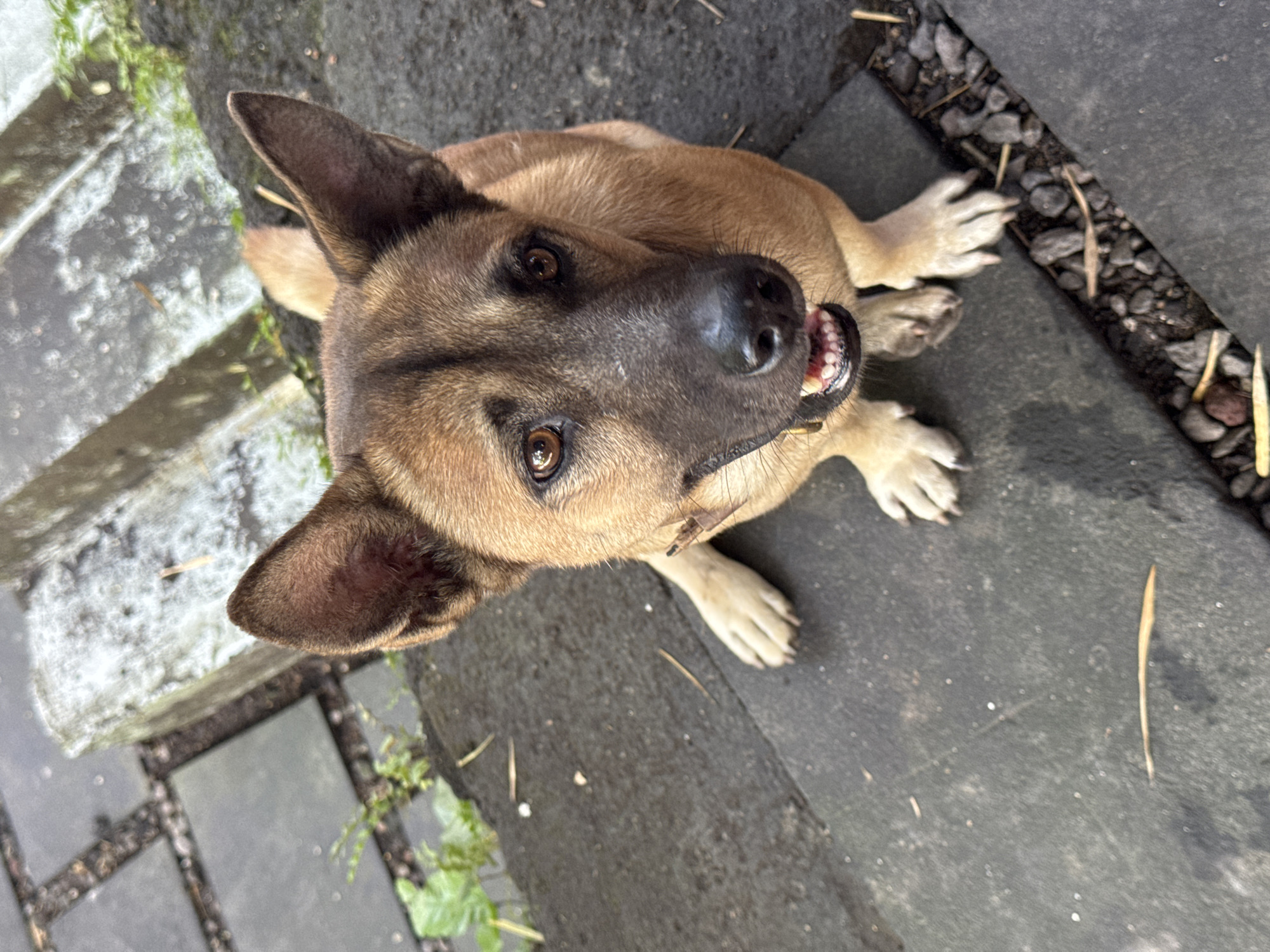 The image shows a brown dog looking up at the camera. The dog has a black nose and tan fur. It appears to be standing on a grey stone patio with small bits of gravel around the edges. There are some green plants visible near the bottom and left edges of the image.