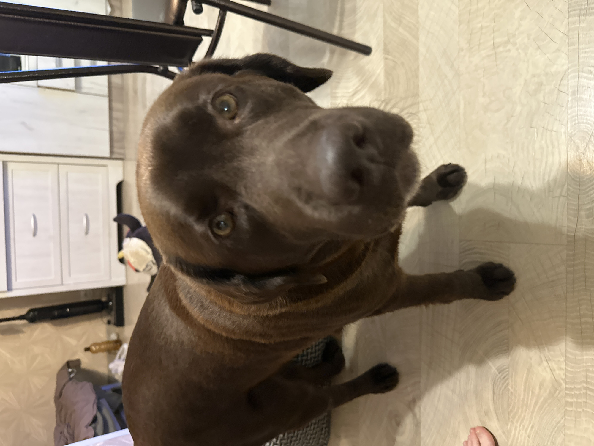A chocolate lab dog stands indoors on a light-colored wooden floor. The dog is facing the camera with its head tilted slightly. Its eyes are open and looking forward. Behind the dog, a white dresser with two drawers is visible, and a vacuum cleaner is standing against the wall. To the right of the dog, part of a dark-colored chair is visible. The background walls are light-colored with a textured pattern. The lighting appears to be artificial indoor lighting.