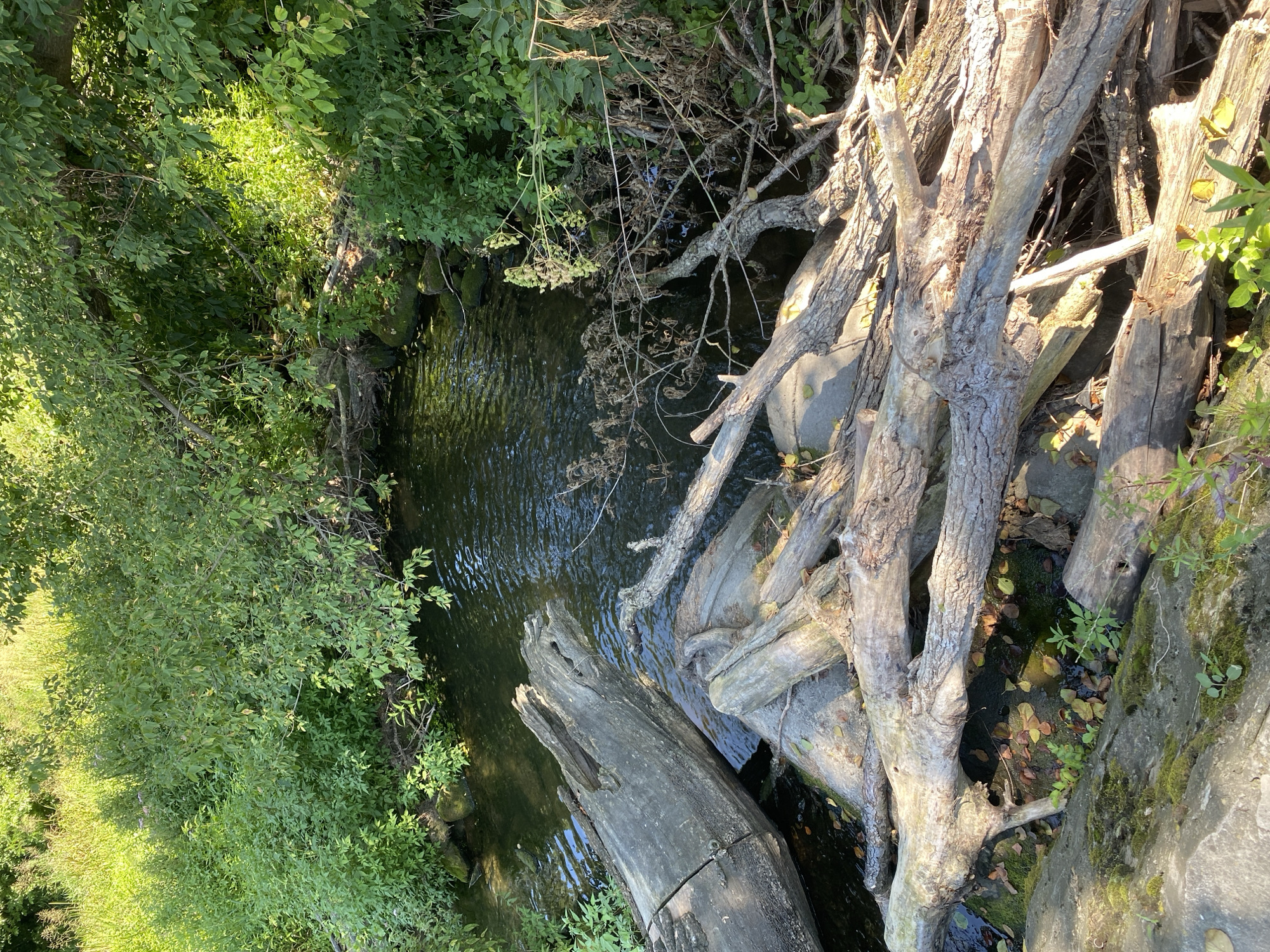 The image shows a close-up, eye-level view of a narrow, dark-water creek flowing through a densely vegetated area. Fallen logs and branches are strewn across the creek bed and banks, creating a natural dam. The water is partially obscured by the debris, but ripples and reflections of the surrounding greenery are visible. The creek banks are covered in lush green foliage, with some areas of tall grass and undergrowth. Sunlight filters through the leaves, creating dappled patterns on the water and the logs. The overall impression is one of a wild, untamed natural setting.