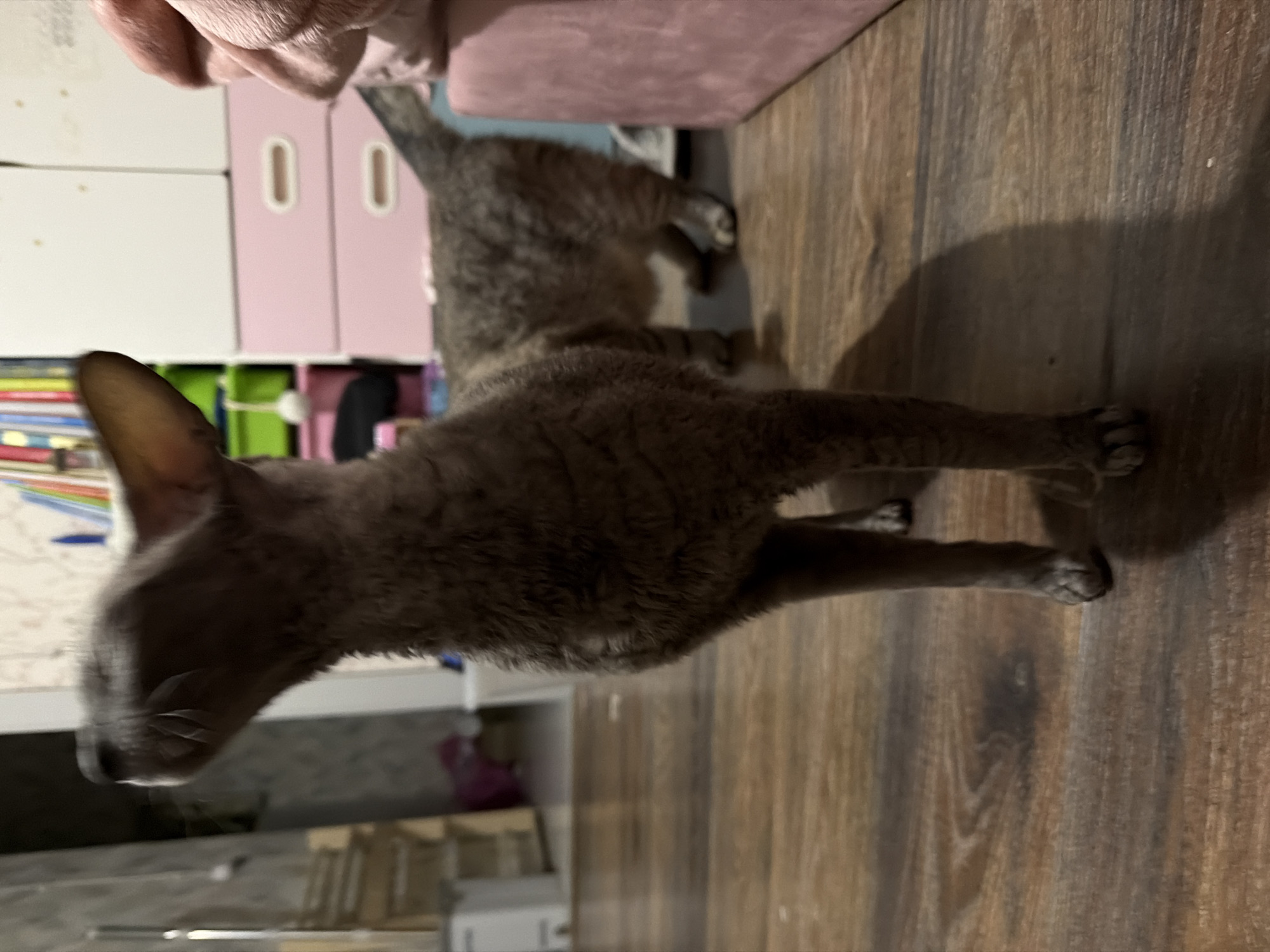 In a dimly lit room with wooden flooring, two cats are present. The cat in the foreground, a slender grey breed with large ears, is standing upright and looking upwards, its body angled to the left. Behind it, another grey tabby cat is walking away from the camera, its tail raised. The background shows a cluttered space with shelves containing various items, including books and storage bins. A pink upholstered bench or furniture piece is visible to the right. The image appears to be taken indoors, likely in a residential setting in Moscow, Russia, given the context provided.