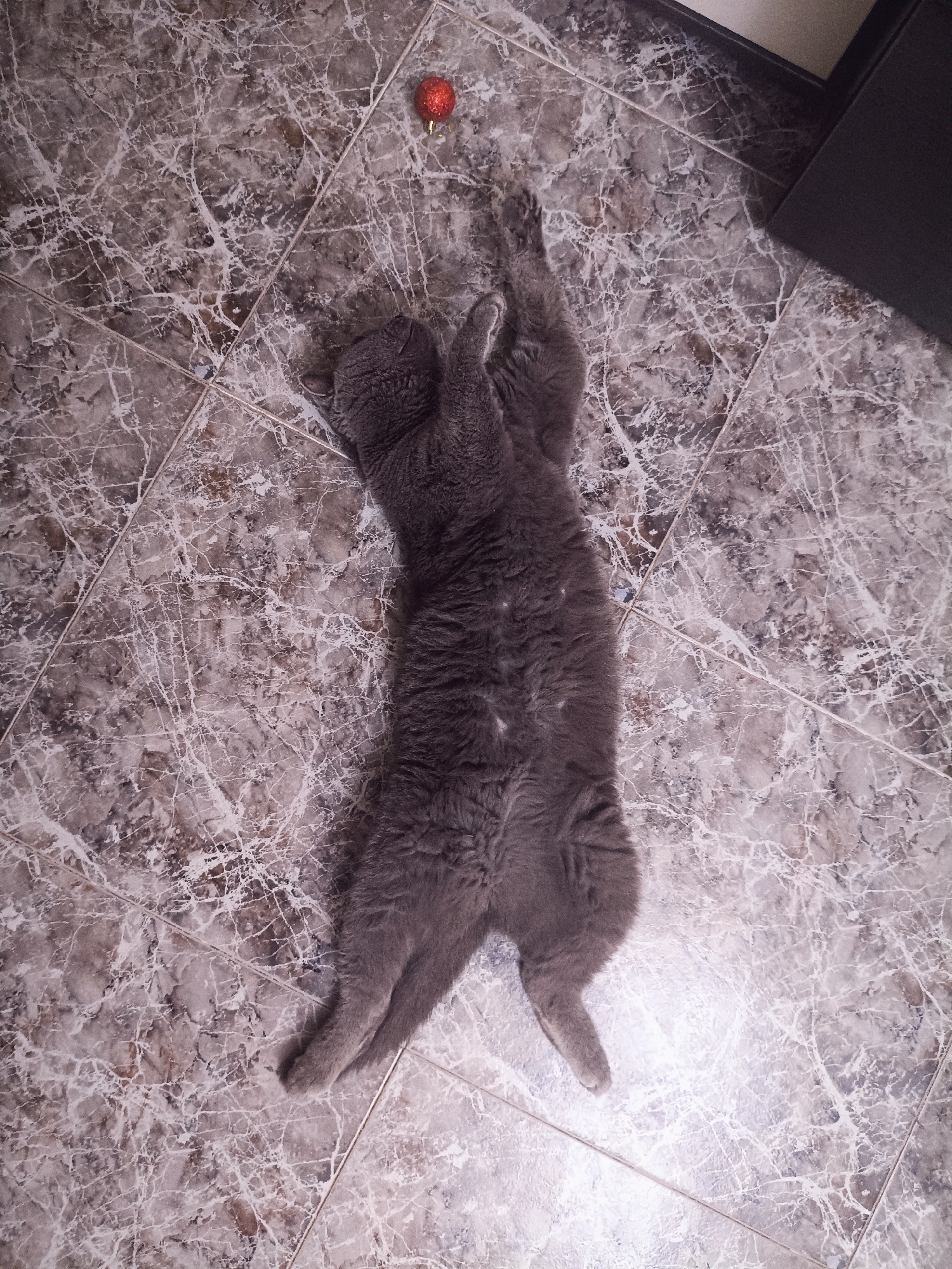 A gray cat is lying on its back on a marble-tiled floor. The cat is stretching out its paws, and a small, red, glittery ornament is positioned near its front paws. The floor tiles are a light gray with dark gray veining. In the upper right corner of the image, a dark gray object, possibly furniture, is visible. The scene is indoors. There is no information available about the location in the city of Valencia, Spain.