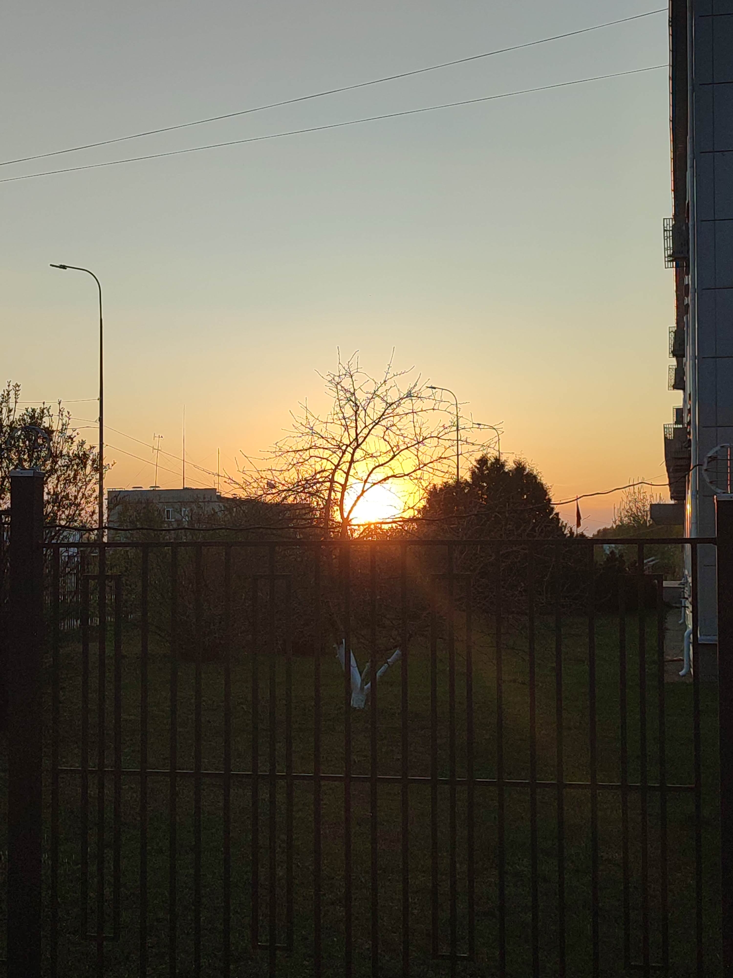 The image shows a sunset through a dark metal fence in a city. The sun is obscured by a bare tree in the center of the frame. A building is visible on the right side of the image, and another is visible behind the tree on the left. A lamppost stands on the left. The ground behind the fence is covered in grass.