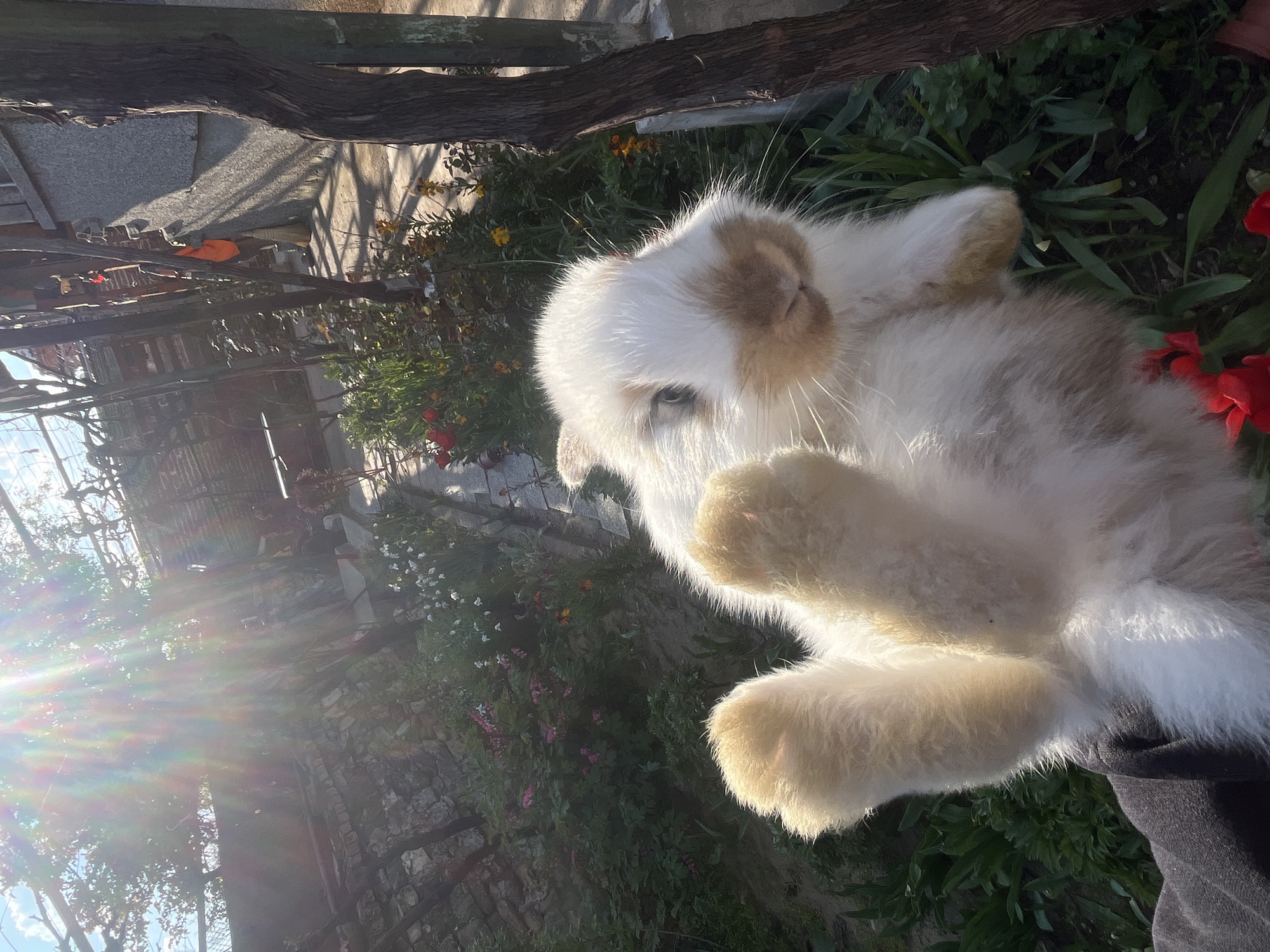 A fluffy rabbit with predominantly white fur and light brown markings on its face, ears, and paws is the central subject of the image. The rabbit appears to be held by a person, whose dark-colored clothing is visible in the bottom right corner, suggesting it might be resting on a lap or being cradled.
The scene is set outdoors in what appears to be a sunny garden or rural backyard in Lozarevo, Bulgaria. The background is filled with lush green foliage, including bushes and grass, interspersed with various flowers, notably bright red ones on the right and yellow/orange ones further back. There's a sturdy wooden beam or branch running horizontally across the upper portion of the frame, and a textured stone wall or structure is visible in the background, along with distant trees and a glimpse of a blue sky.
The time of day is clearly sunny, evidenced by the strong, direct sunlight and pronounced lens flares that radiate across the left side of the image, bathing the rabbit in a bright glow. The bright sunlight emphasizes the soft texture of the rabbit's fur. The rabbit itself looks calm and peaceful, with its light-colored eyes partially visible. There is no visible text in the image.