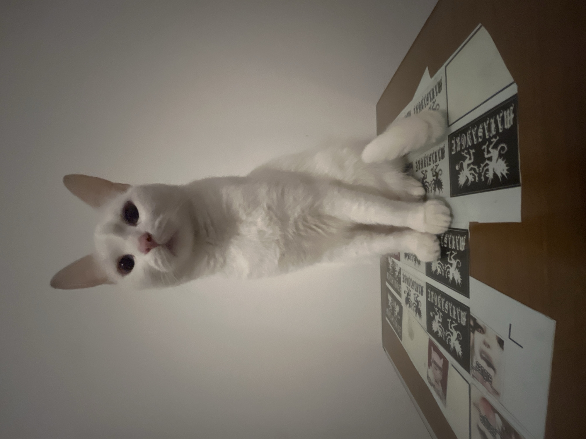 A white cat with pink nose and eyes is lying on a surface that appears to be covered with square prints. The prints contain an image with the word "MATASANTORE" above it, and below is a two-headed eagle crest. Some other prints visible contain photos of people. The surface is brown, possibly a desk or table. The background is a plain white wall. The image seems to be taken from below, looking upwards at the cat and the surface. Location is impossible to determine.