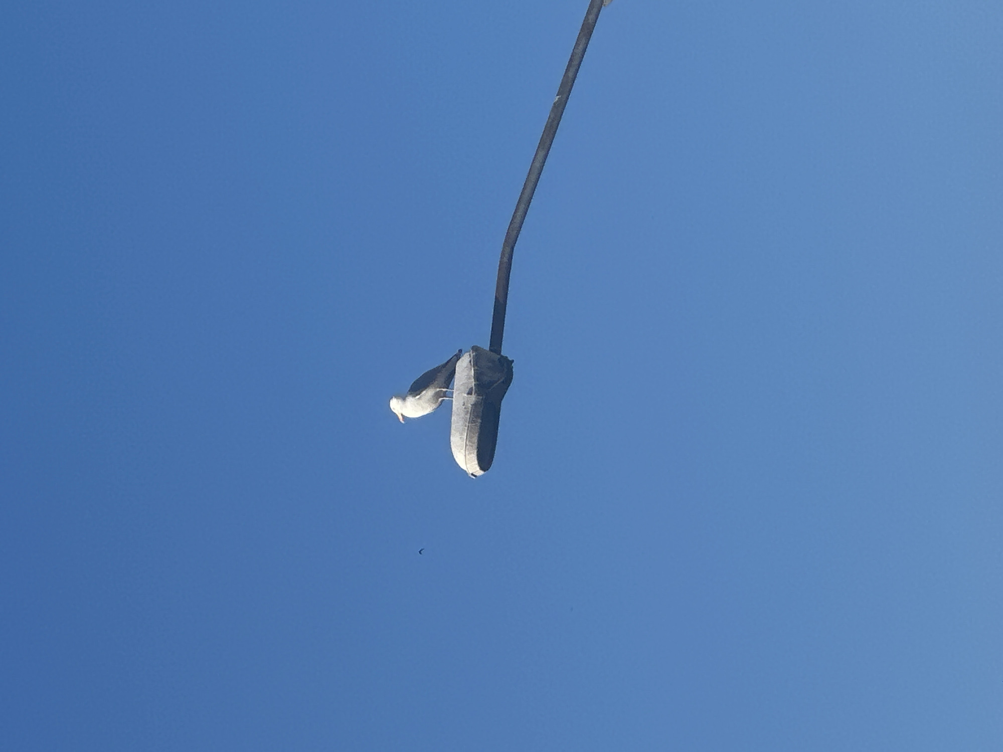 A solitary seagull stands perched atop a weathered, gray streetlamp against a vast, clear blue sky. The streetlamp is mounted on a long, dark metal arm that extends to the right. A small, dark bird is visible in the distance to the left of the seagull. The overall scene is simple and uncluttered, with the bright blue of the sky dominating the frame. The image appears to be taken from a low angle, looking up at the bird and the streetlamp. There are no discernible landmarks or features that would place this image specifically in the city of Varna, Bulgaria.
