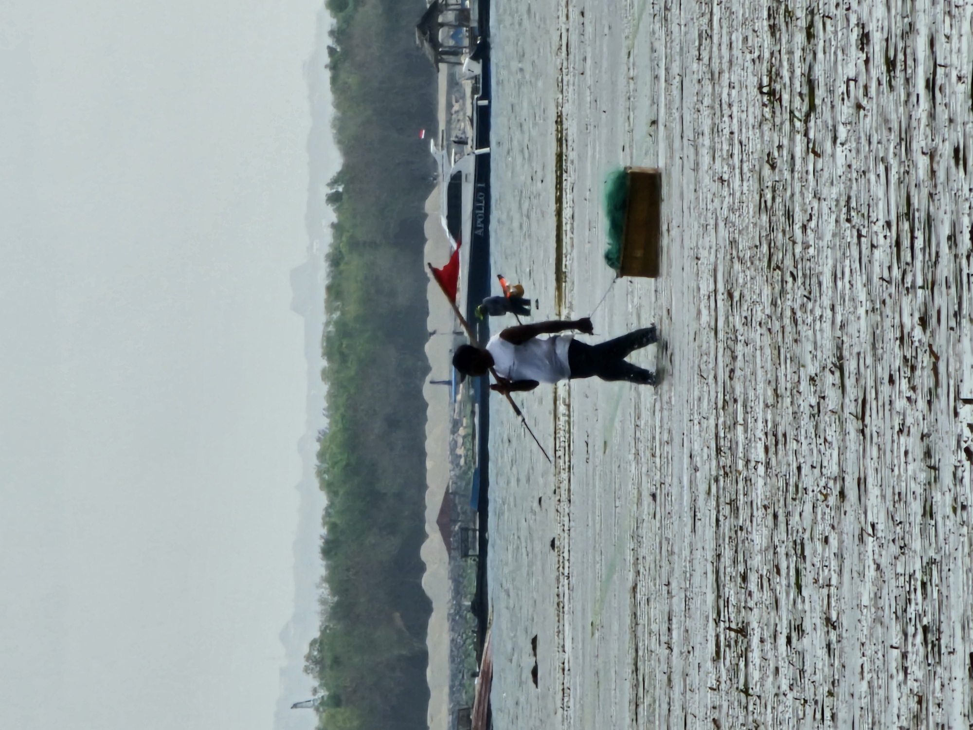 A person is wading through shallow water, pulling a wooden crate containing green netting. The person is wearing a white t-shirt and dark pants and carrying a long pole. In the background, there are several boats, including one labeled "APOLLO 1". Further in the distance, there is a line of trees and hazy hills. The scene appears to be a coastal area in Denpasar, Indonesia, possibly a seaweed farm. The water is murky and covered with scattered organic matter. The sky is overcast.