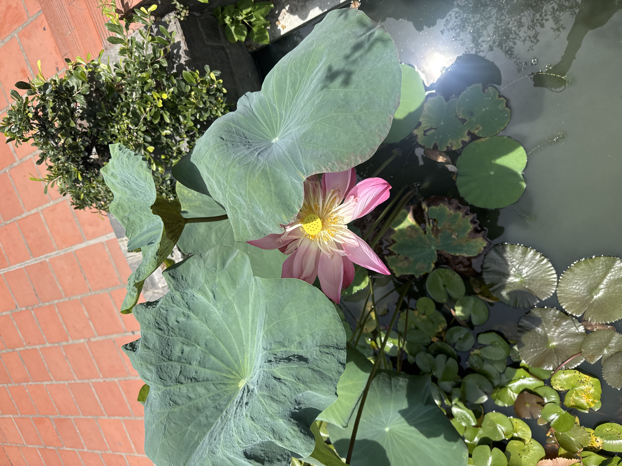 A close-up, high-angle shot shows a blooming pink lotus flower in a pond. The lotus flower has delicate pink petals with a vibrant yellow center, surrounded by large, green lily pads. The water is murky, reflecting the sunlight and the surrounding greenery. To the left, a section of orange brick paving is visible, angled from the top left to the middle right of the frame. To the upper right, a small, dense green shrub sits on a grey concrete ledge. The scene appears to be an outdoor garden or courtyard in Bac Nha Trang Ward, Vietnam.