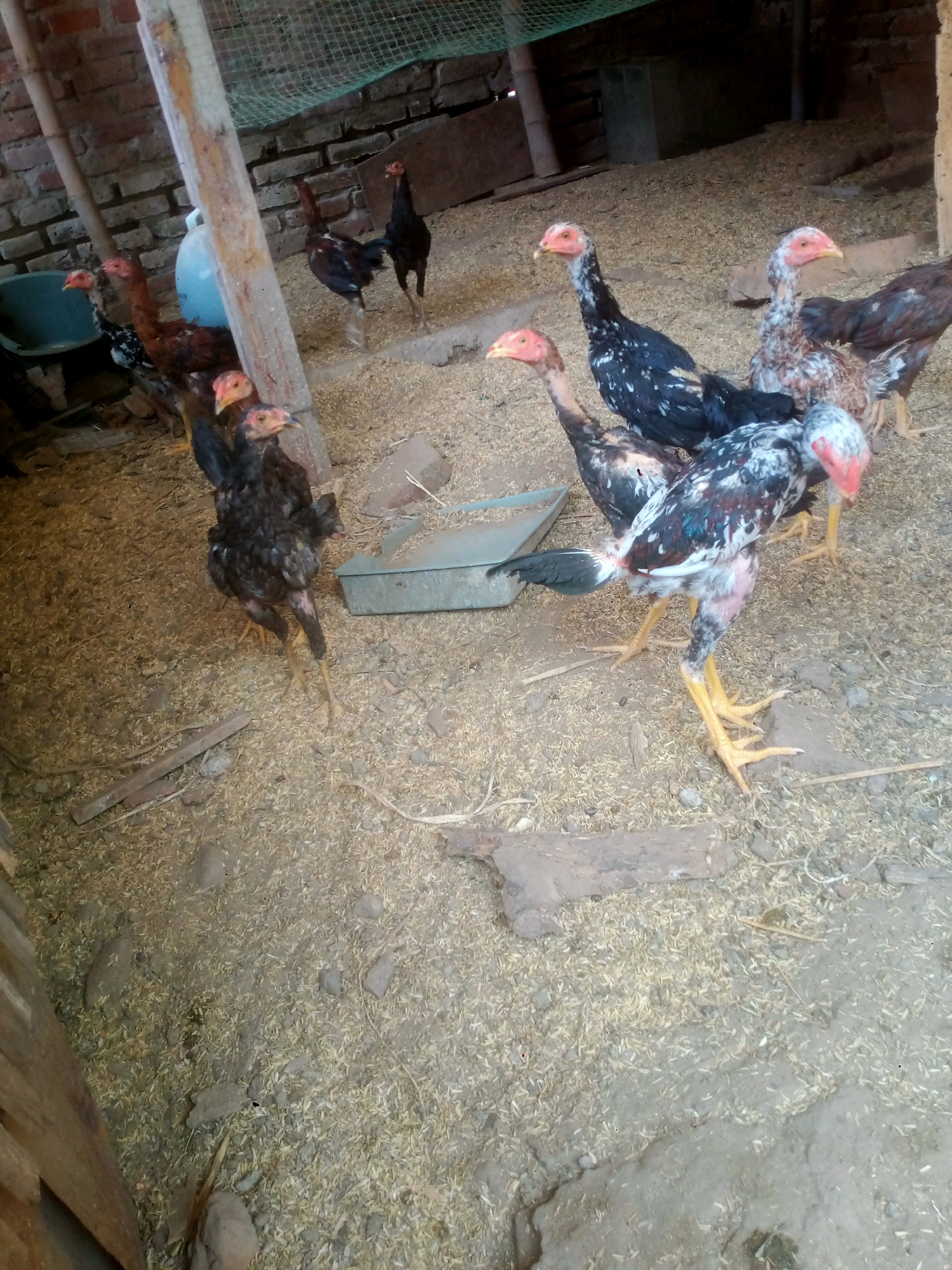 The image shows a group of chickens in an outdoor enclosure. The enclosure appears to be made of brick and wood, with a dirt floor covered in straw or feed. There are several chickens visible, of varying colors and sizes. Some of the chickens are standing, while others are walking or pecking at the ground. In the background, there is a blue plastic container and a metal trough. The scene suggests a typical setting for raising chickens. The location in the city of Sanan, Indonesia is not explicitly visible in the image itself.