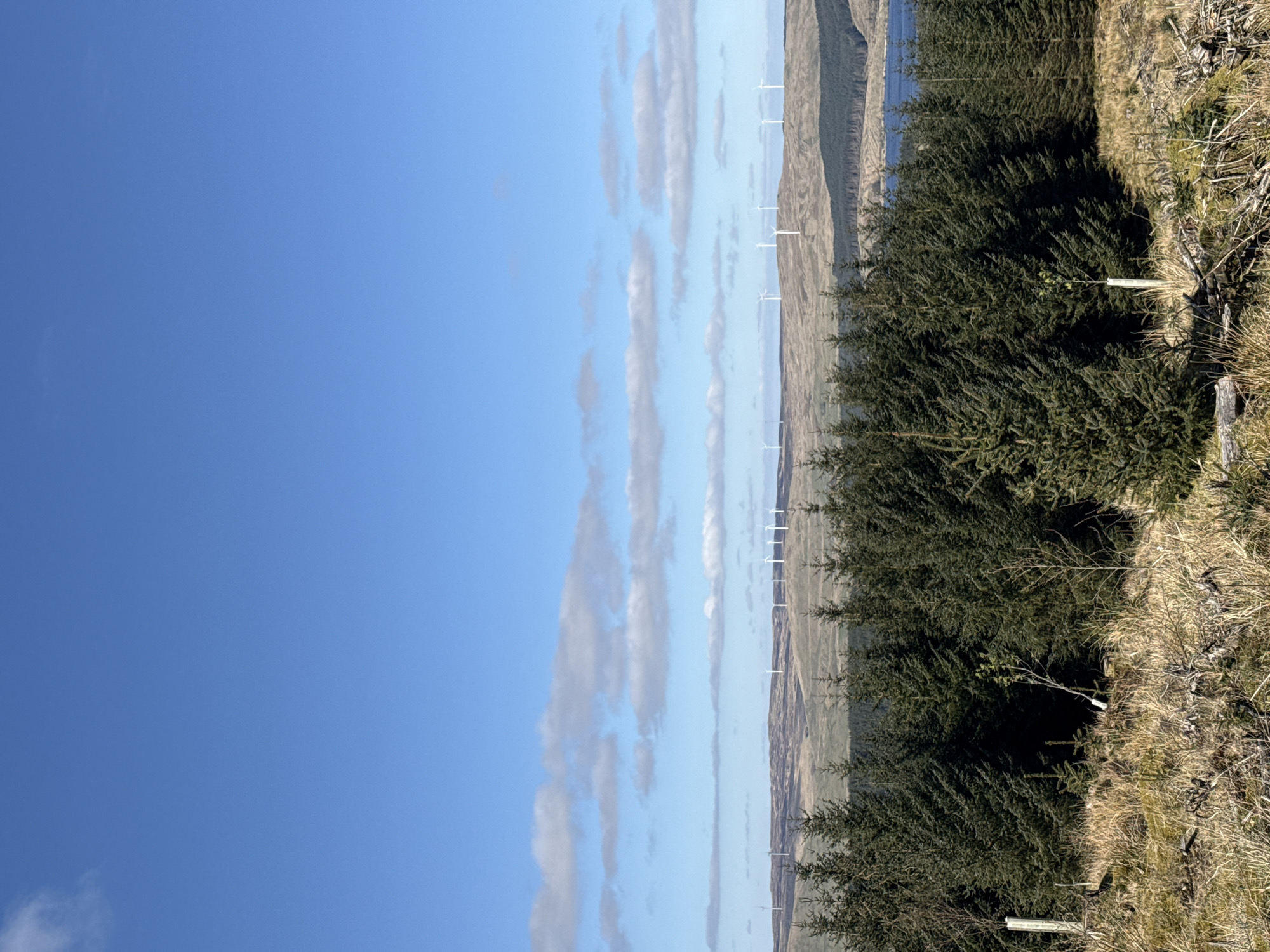 The image captures a vast, sunny landscape, oriented vertically. A significant portion of the upper left is filled with a bright, clear blue sky, dotted with several elongated, white, stratocumulus-like clouds that stretch horizontally across the frame.
In the mid-ground, a long line of white wind turbines stands along a distant, undulating ridge, suggesting a large wind farm. These turbines are evenly spaced and extend across the width of the frame. The ridge and hills behind them are covered in dry, light-brownish-green vegetation. To the left of the wind turbines and further in the background, a calm body of blue water, possibly a lake or fjord, is visible.
The foreground and mid-ground are dominated by a dense, dark green coniferous forest, forming a thick line of trees. To the right of these trees, in the immediate foreground, there is an area of dry, yellowish-brown grass, some sparse brush, and what appears to be dead wood or branches.
The scene is brightly lit, indicating a sunny day, likely late morning or early afternoon, with clear weather. No people or specific activities are depicted, portraying a serene natural environment integrated with renewable energy infrastructure. No text is visible in the image.
