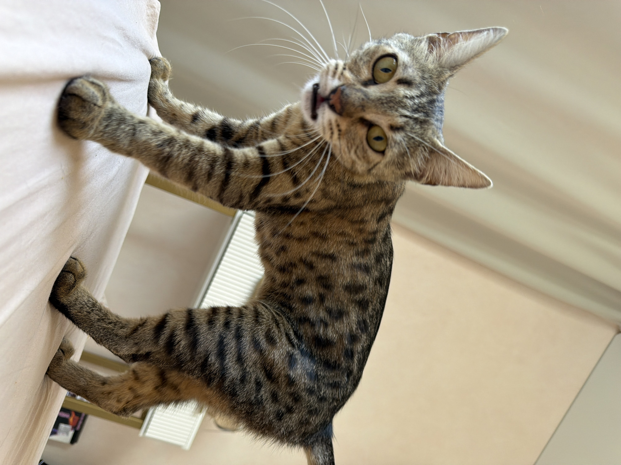 A domestic shorthair cat with tabby markings is standing on a pink surface. The cat is facing the camera, with its mouth slightly open, revealing a pink tongue. Its eyes are wide and yellow. The background consists of a beige curtain and a white dresser with a striped pattern. The scene appears to be indoors. There is no information available about the specific location within Rossiyskiy, Russia.