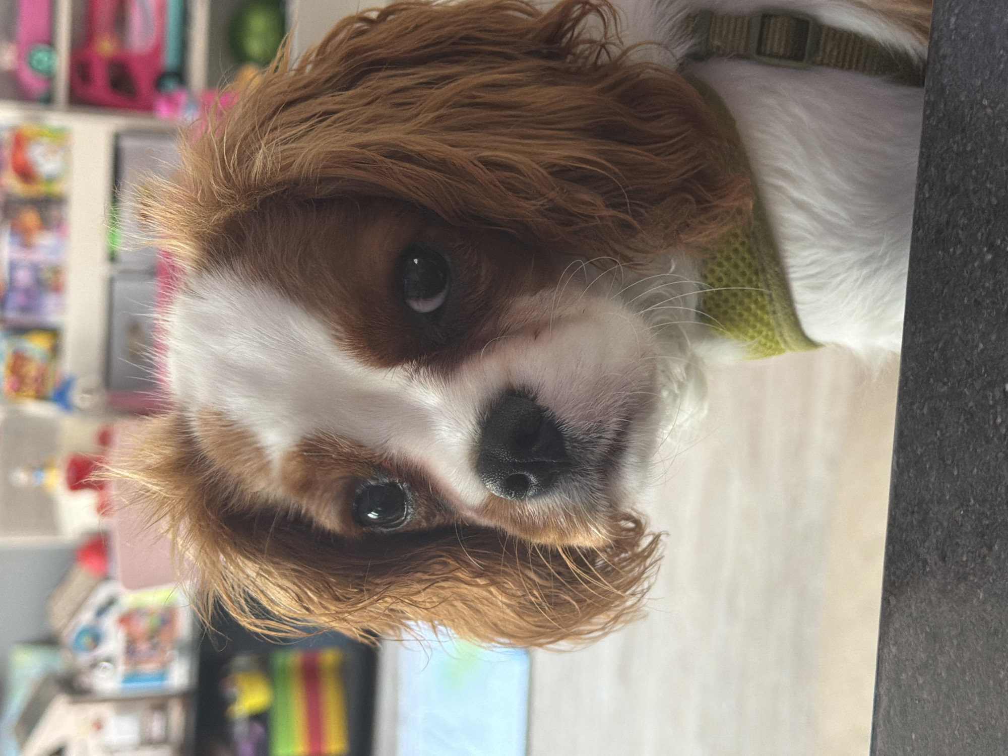 A Cavalier King Charles Spaniel puppy with brown and white fur is looking at the camera. The puppy has dark eyes, a black nose, and long, wavy brown fur on its ears and head. It is wearing a green mesh harness with a strap. The background is blurred but appears to be a room with shelves filled with toys and other objects. A dark, textured surface is in the foreground.