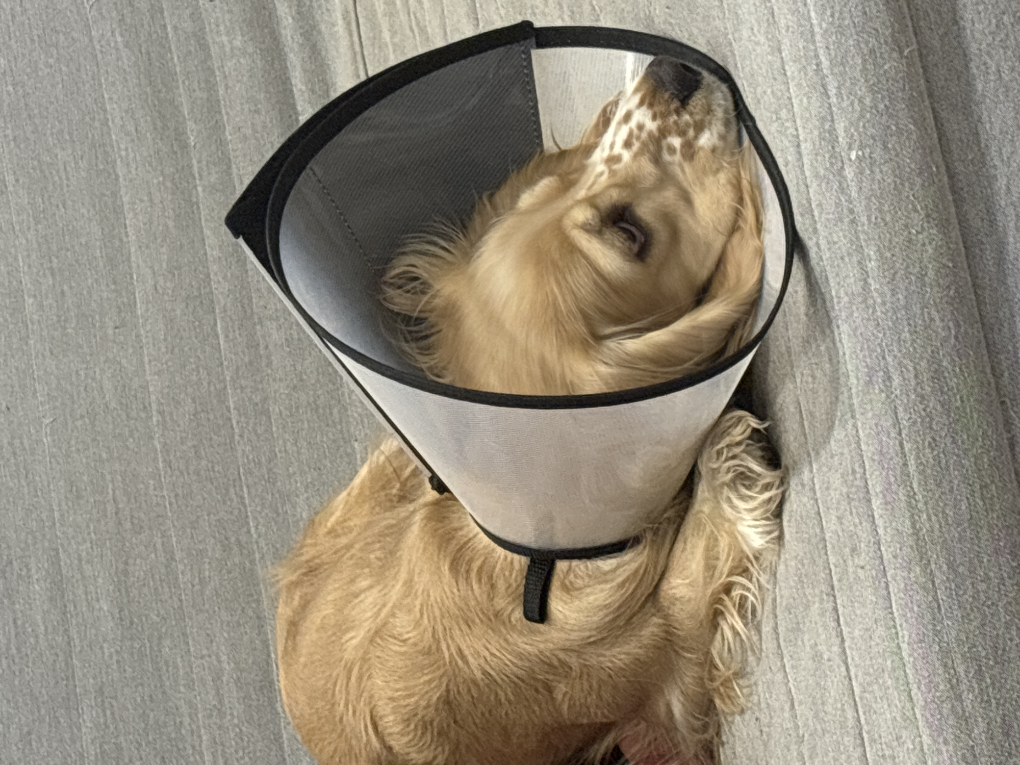 A light brown, medium-sized dog with wavy fur is depicted lying on its left side on a grey, horizontally ridged upholstered surface. The dog's head is resting on the surface, and its eyes are partially closed. It is wearing a light grey, mesh-textured Elizabethan collar with black fabric trim along the edges and a visible black strap attached to the collar near its neck. White and light brown mottled fur is present on the dog's snout and cheek area. The scene is located in Saint Petersburg, Russia.