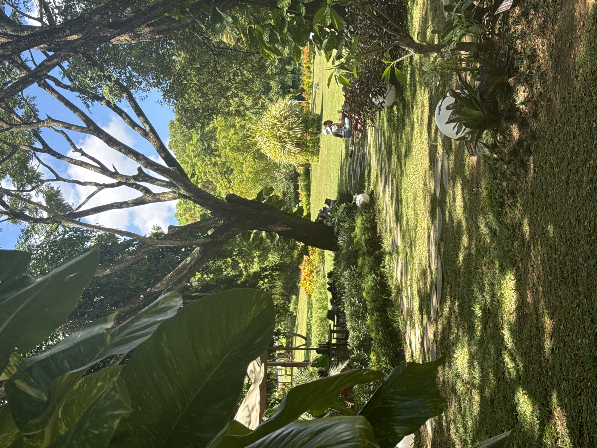 This image captures a vibrant, sunlit garden or park, presented in a portrait orientation but depicting a horizontal landscape. The scene is dominated by lush green vegetation under a clear, bright blue sky with scattered white clouds.
In the immediate foreground, large, glossy green leaves, some showing variegation, frame the bottom of the view, adding depth. A substantial tree with a thick, textured trunk and an extensive network of bare branches spans the left side of the frame, its upper limbs silhouetted against the sky. Sunlight filters through the canopy, creating distinct patterns of light and shadow on the grassy ground.
The mid-ground features a wide expanse of neatly manicured green lawn, through which a winding path of light-colored, irregularly shaped stepping stones is visible. A few individuals, appearing to be two or three people, are relaxing or seated on the grass near the path, partially obscured by a large, spiky shrub with bright green foliage. They seem to be casually dressed, enjoying the peaceful environment.
Scattered throughout the garden, particularly near the path and among the plants, are several white, spherical or egg-shaped decorative objects. The background consists of dense layers of various trees and shrubs, with hints of colorful flowering plants in shades of orange or yellow.
The time of day appears to be sunny, likely morning or late afternoon, indicated by the strong shadows cast across the grass. The overall atmosphere is serene and relaxing, suggesting a tranquil outdoor setting. Small, rectangular signs are visible within the garden beds; one closer to the foreground appears to have the word "ATTENTION" or similar text, while others are too distant to read.